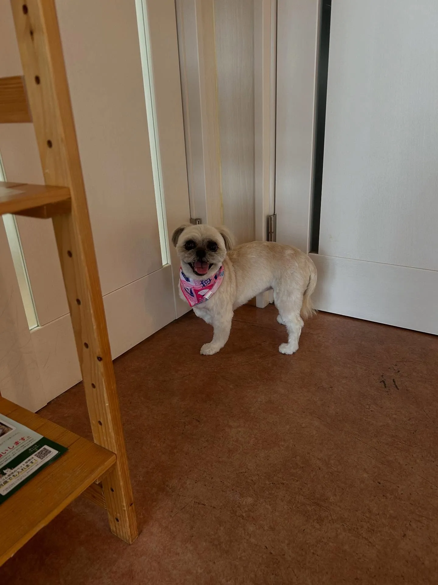 犬のトリミング✂️