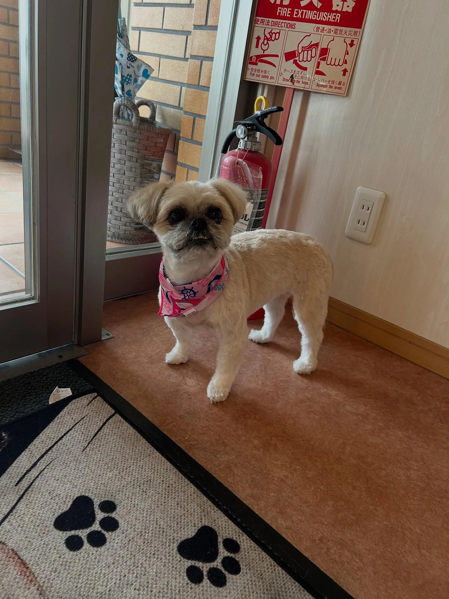犬のトリミング✂️