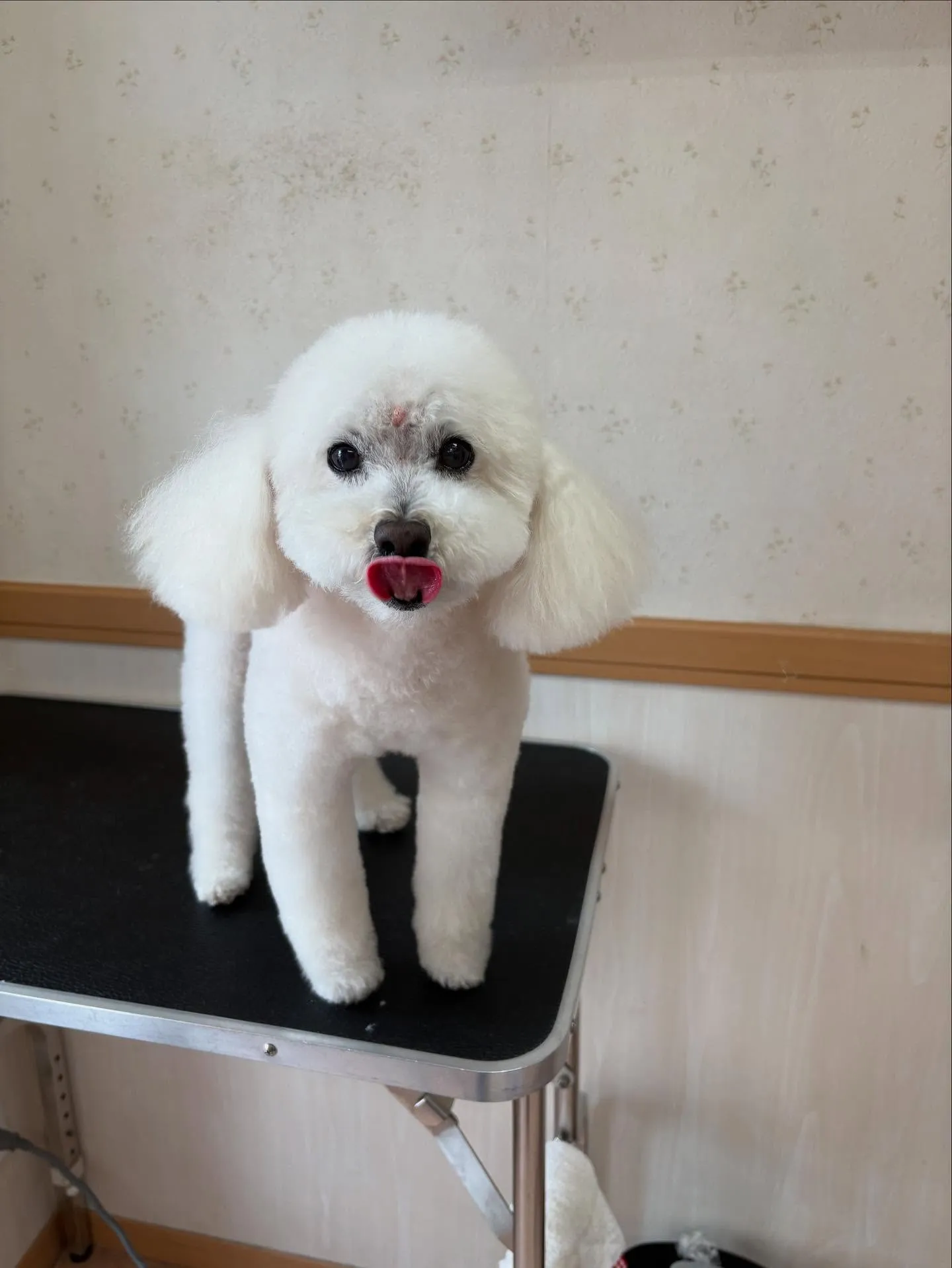 犬のシャンプー🫧