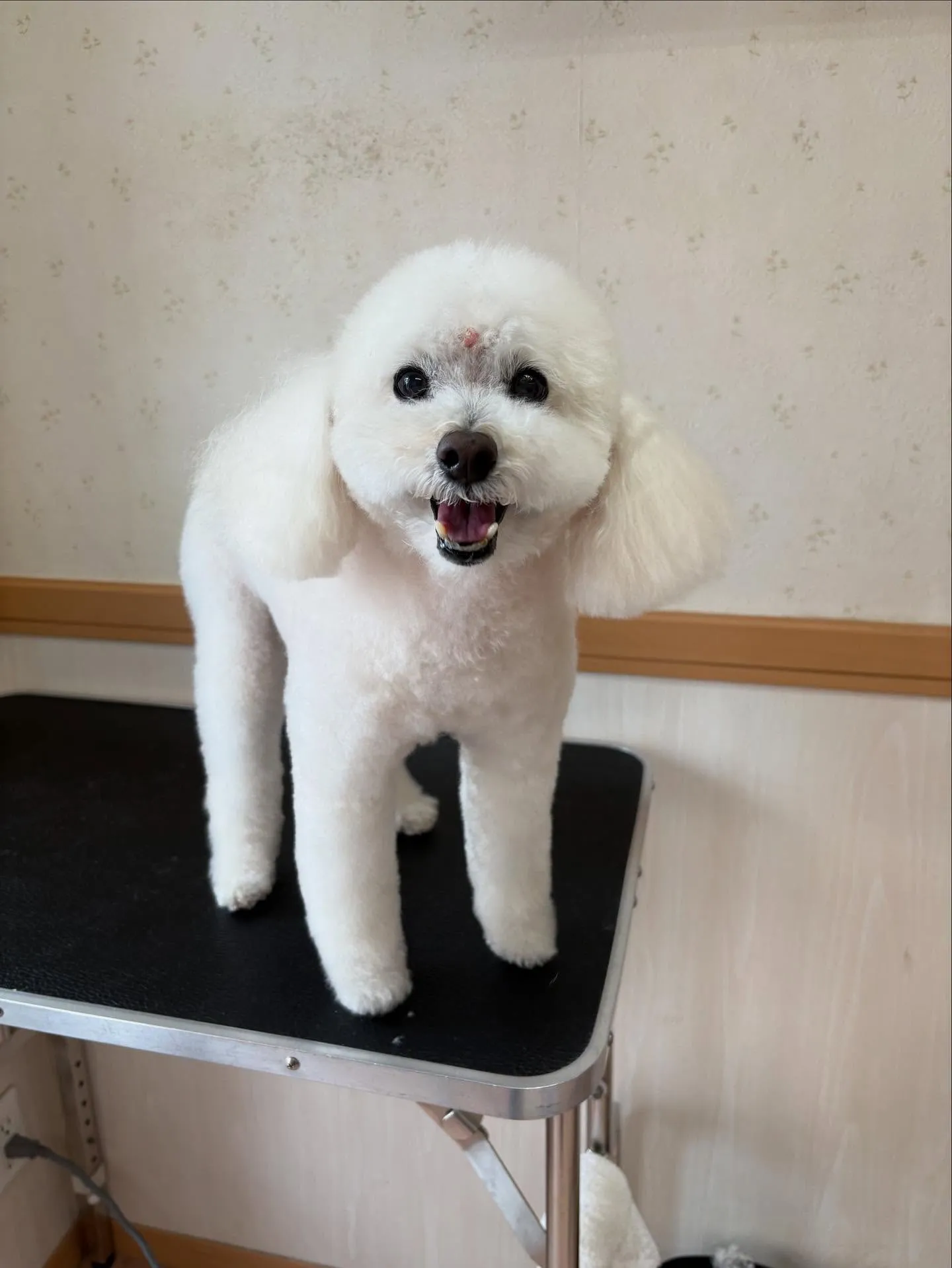 犬のシャンプー🫧