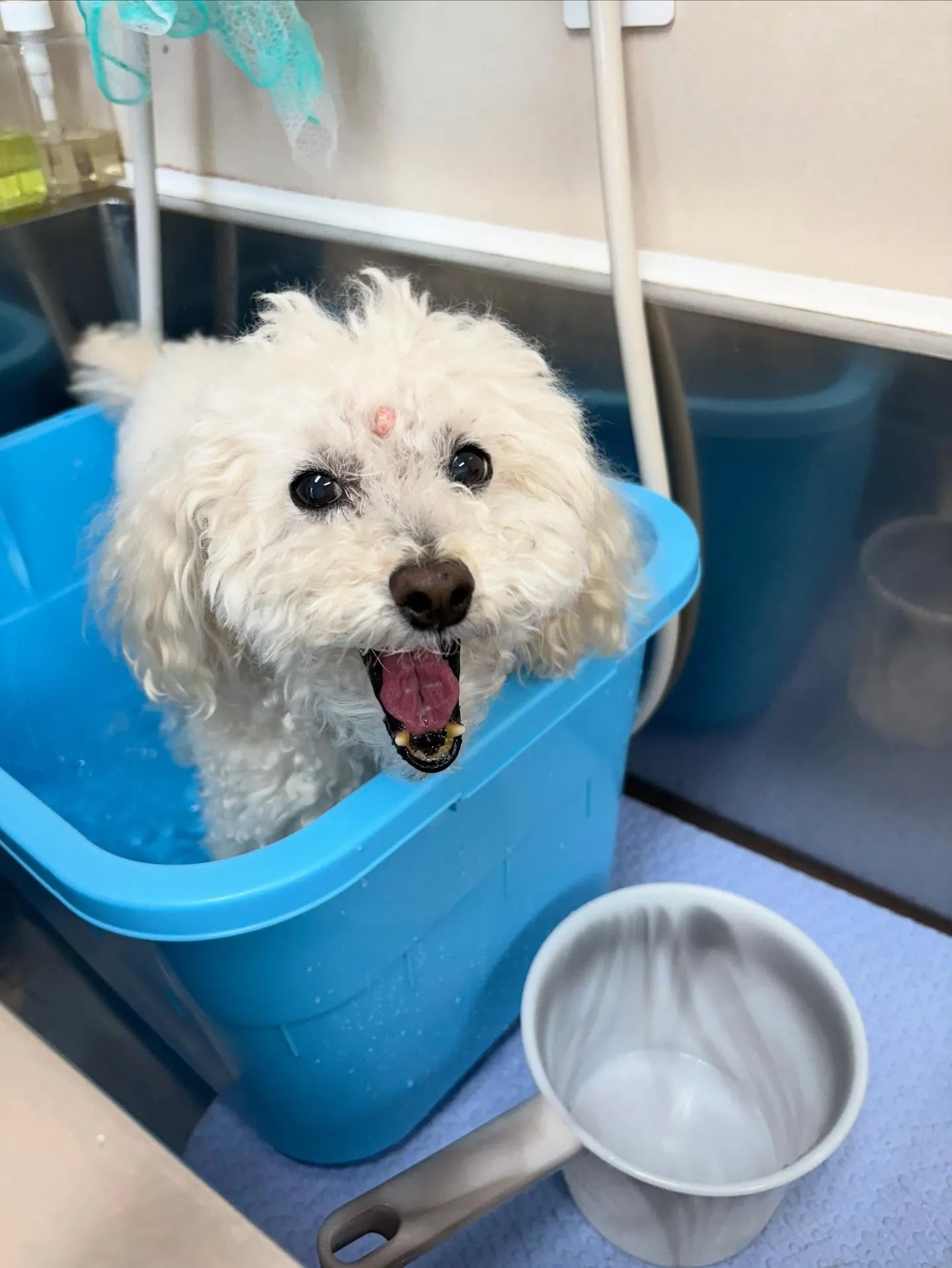 犬のシャンプー🫧