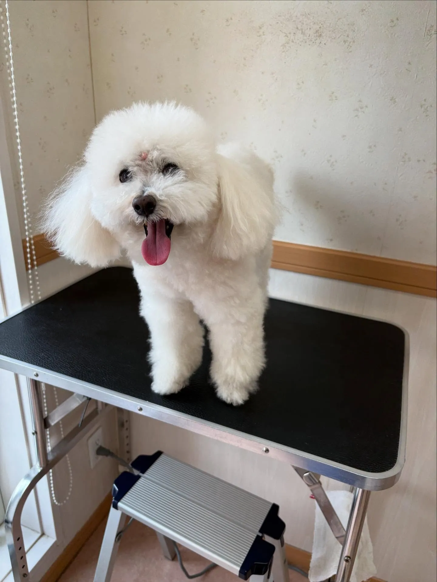 犬のシャンプー🫧