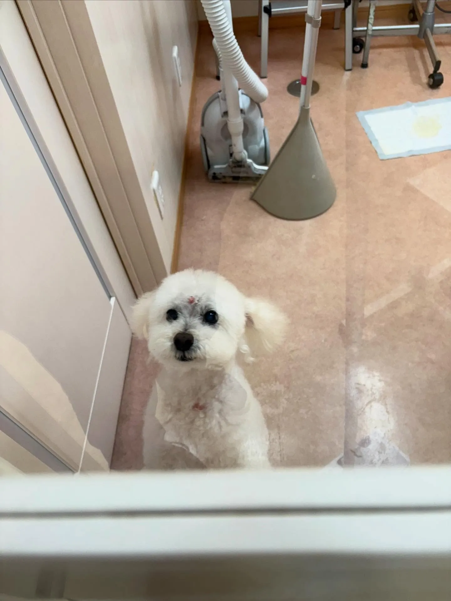 犬のシャンプー🫧