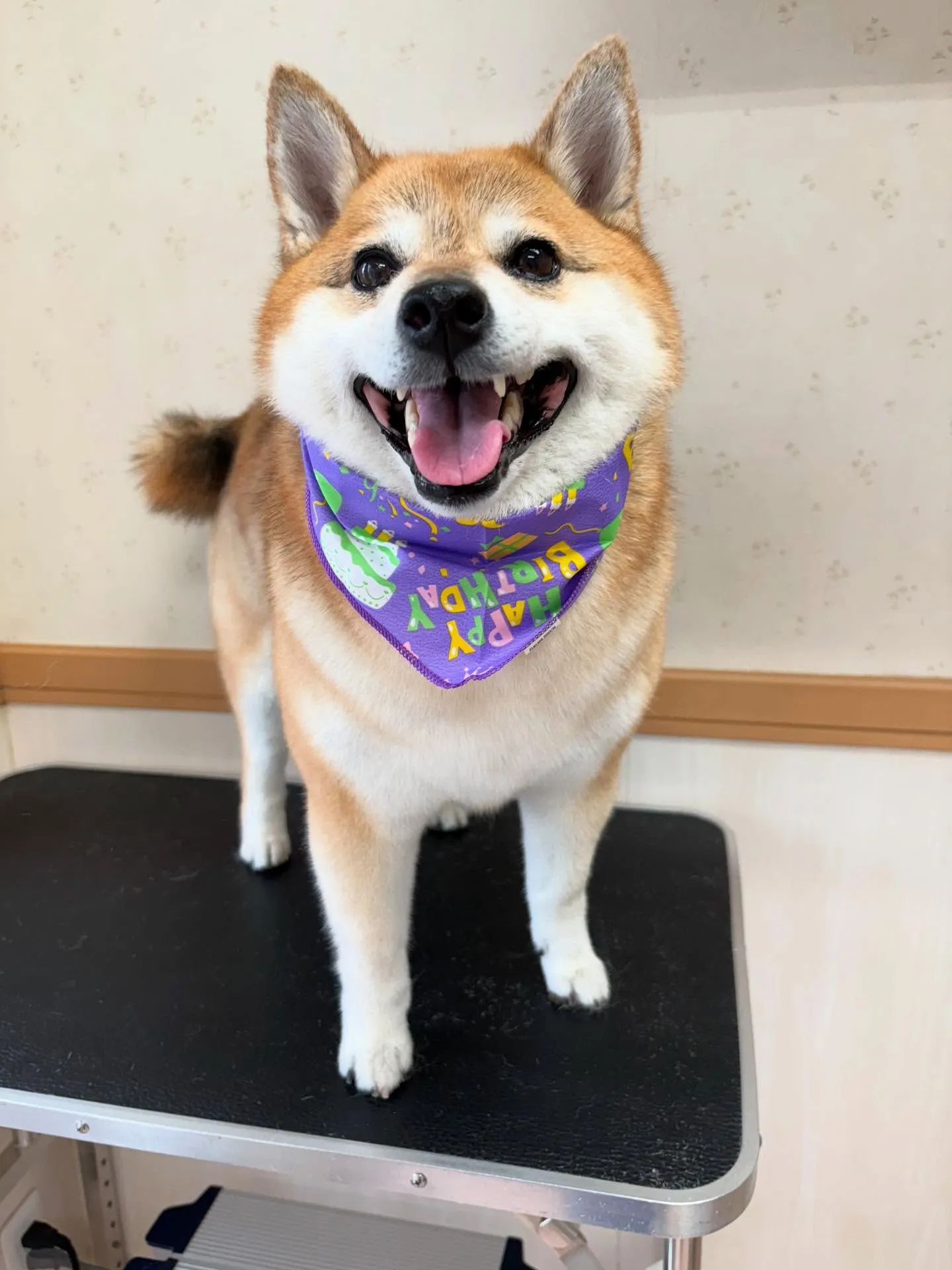 犬のシャンプー🫧