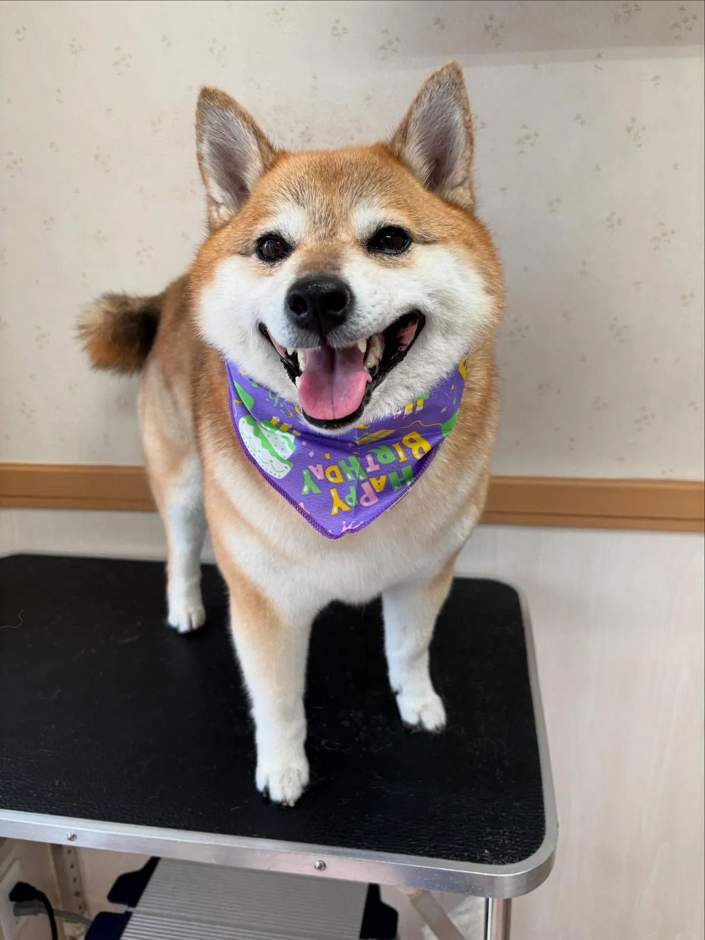 犬のシャンプー🫧