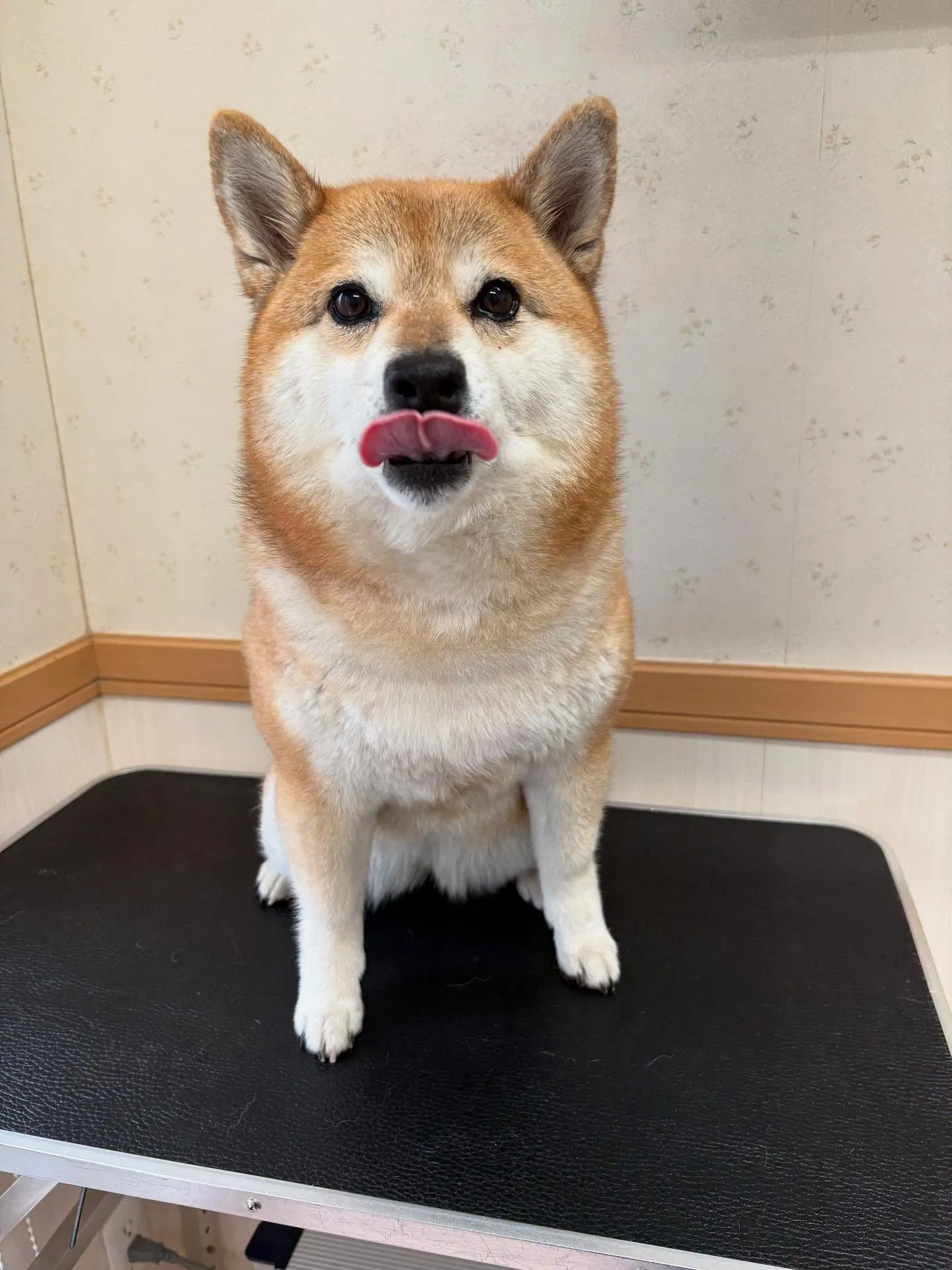 犬のシャンプー🫧