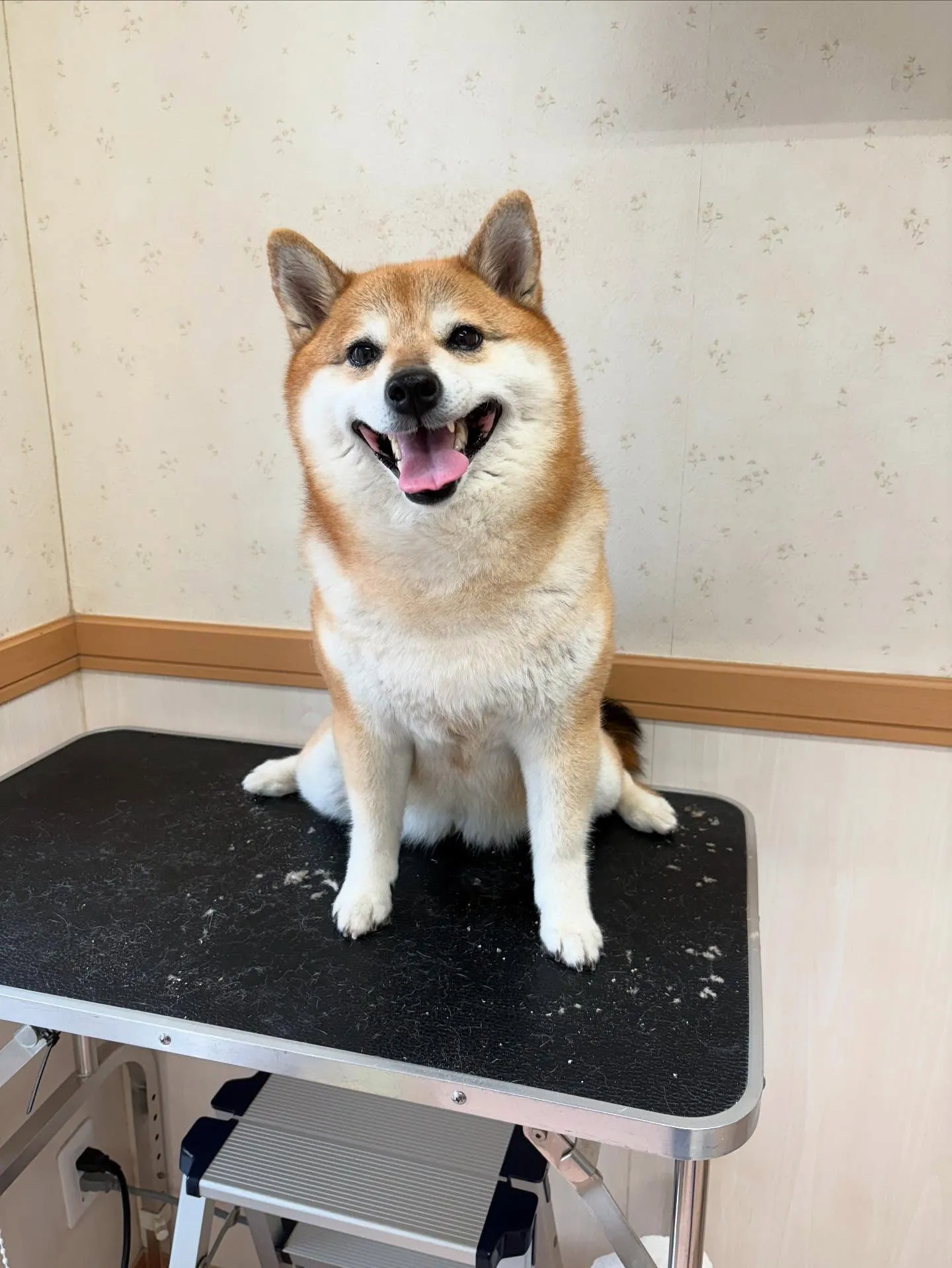 犬のシャンプー🫧