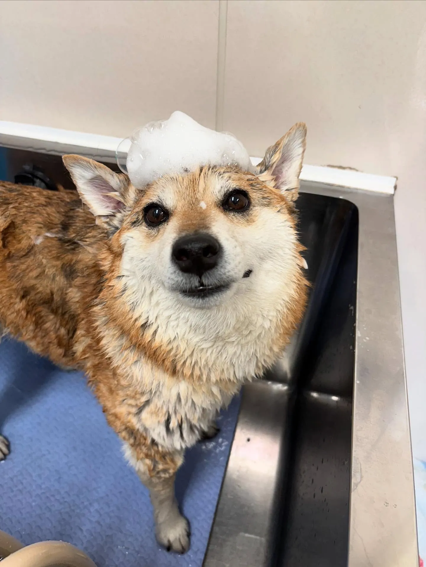 犬のシャンプー🫧