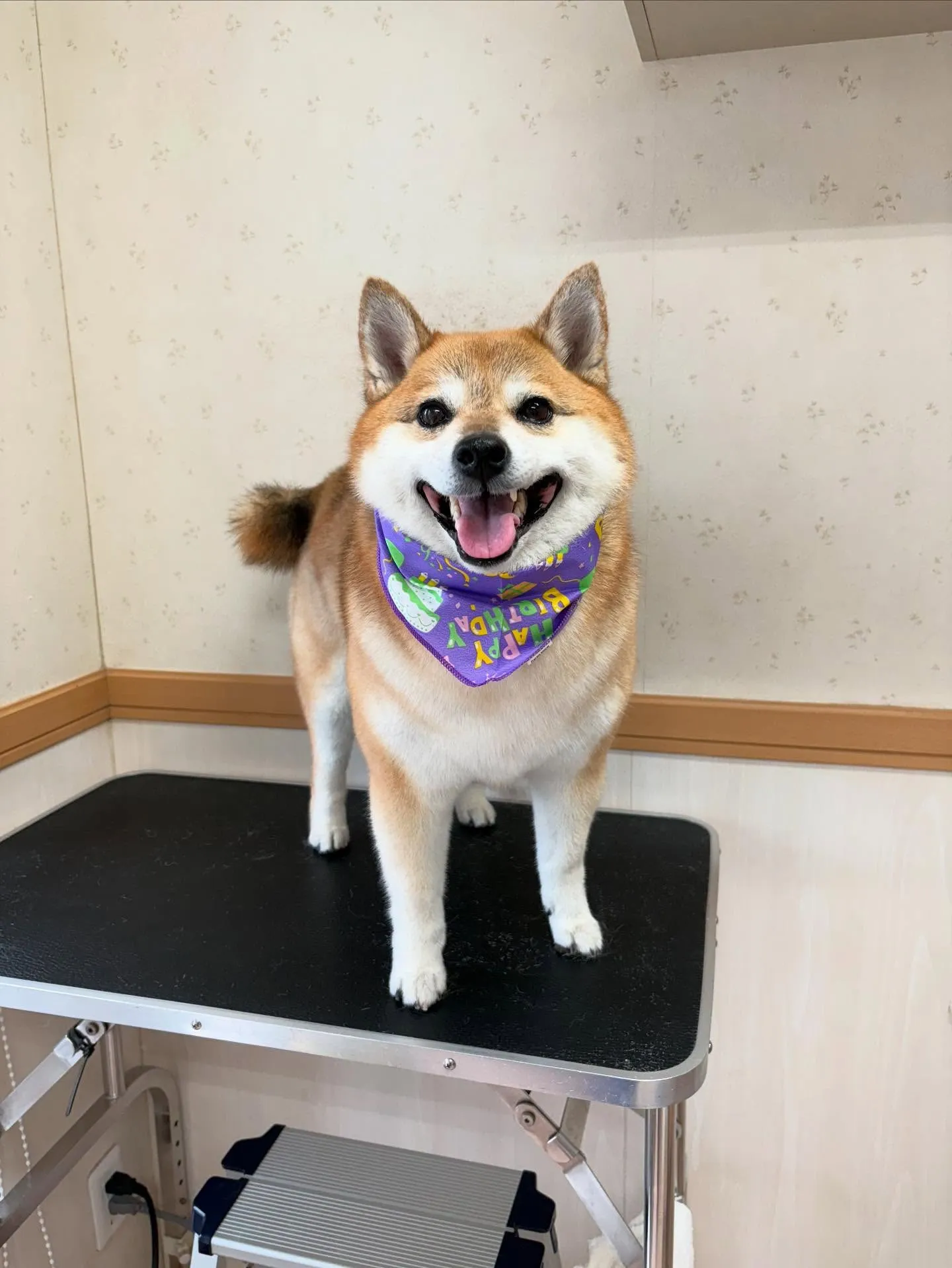 犬のシャンプー🫧