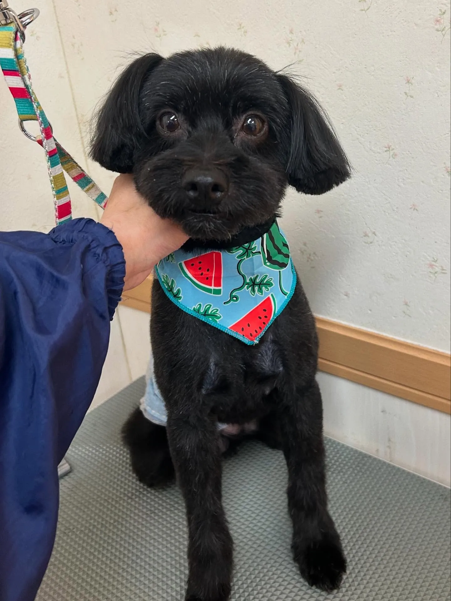 犬のトリミング✂️