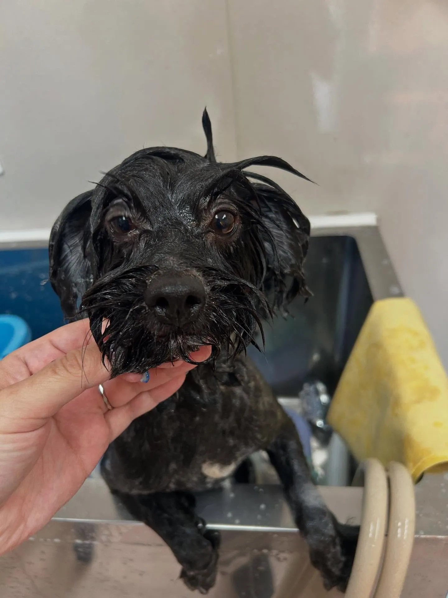 犬のトリミング✂️
