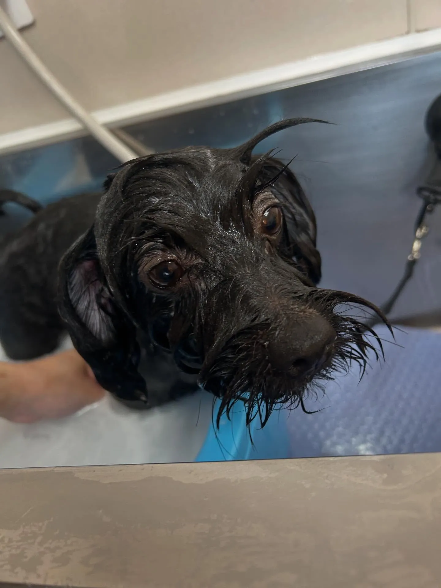犬のトリミング✂️