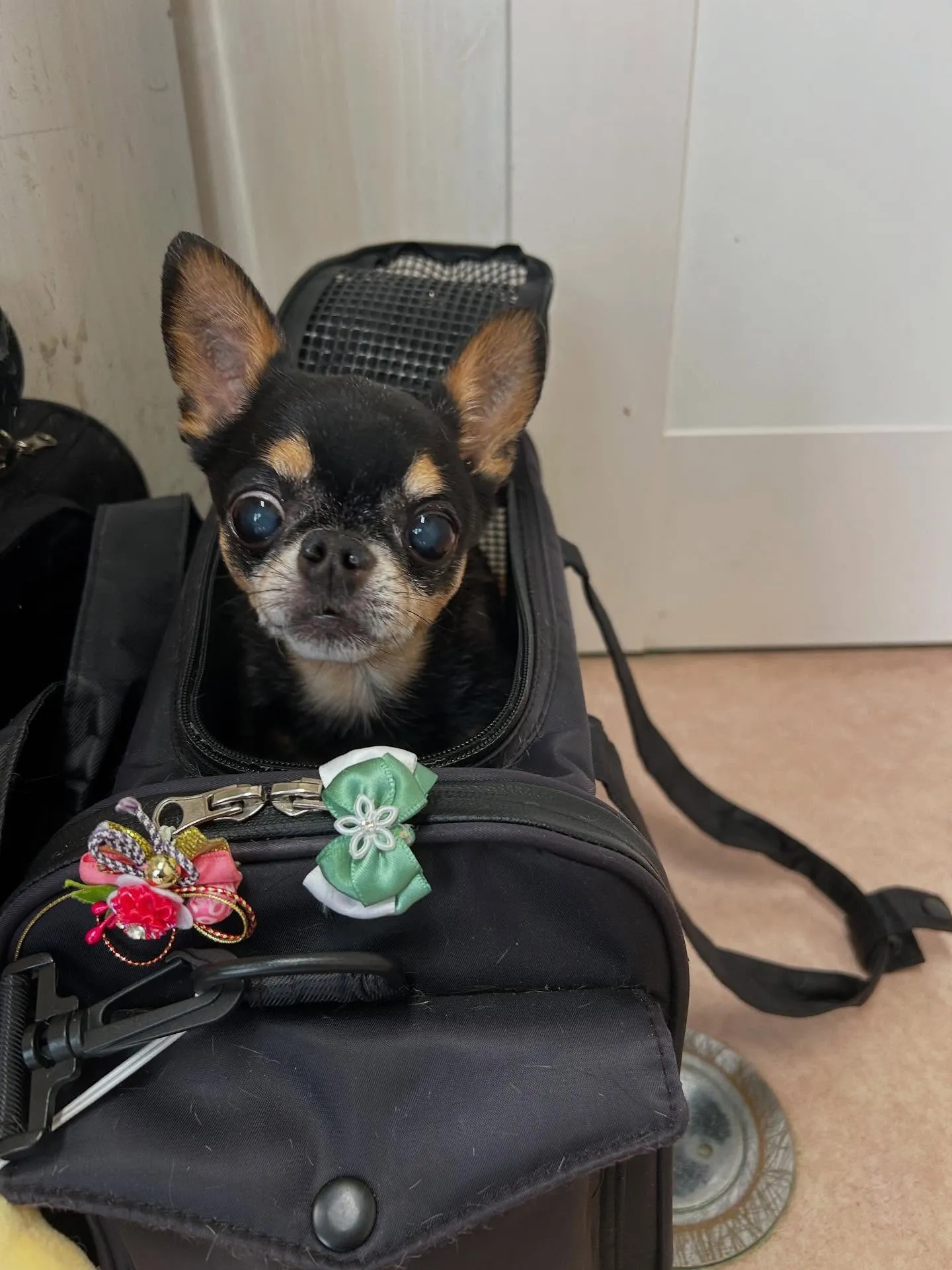 犬のシャンプー🫧