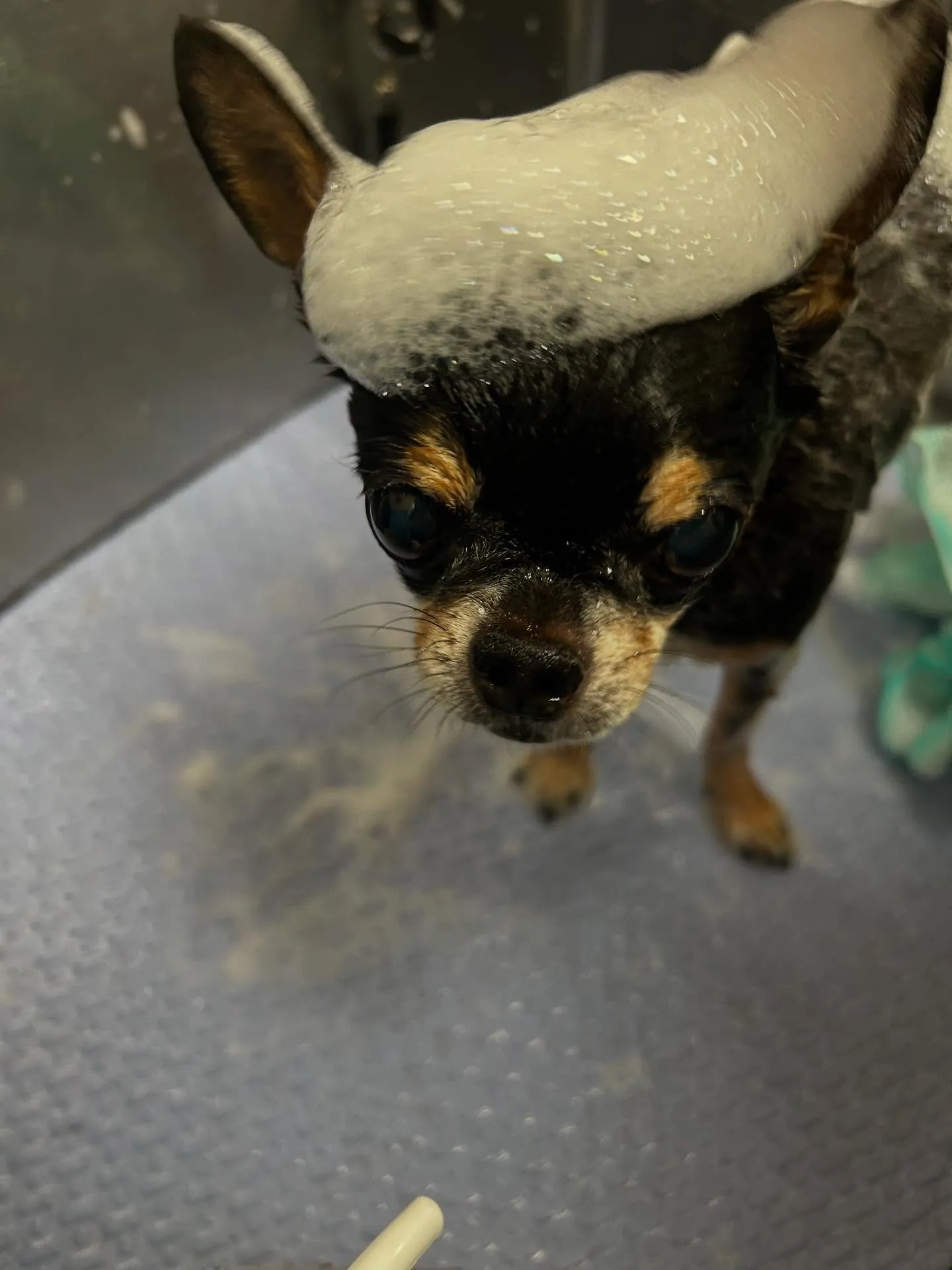 犬のシャンプー🫧