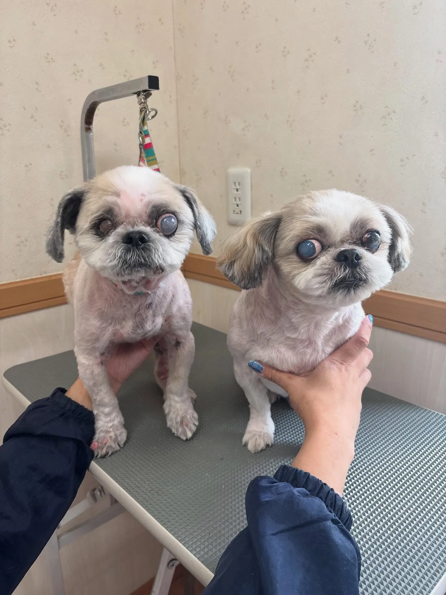 犬のトリミング✂️