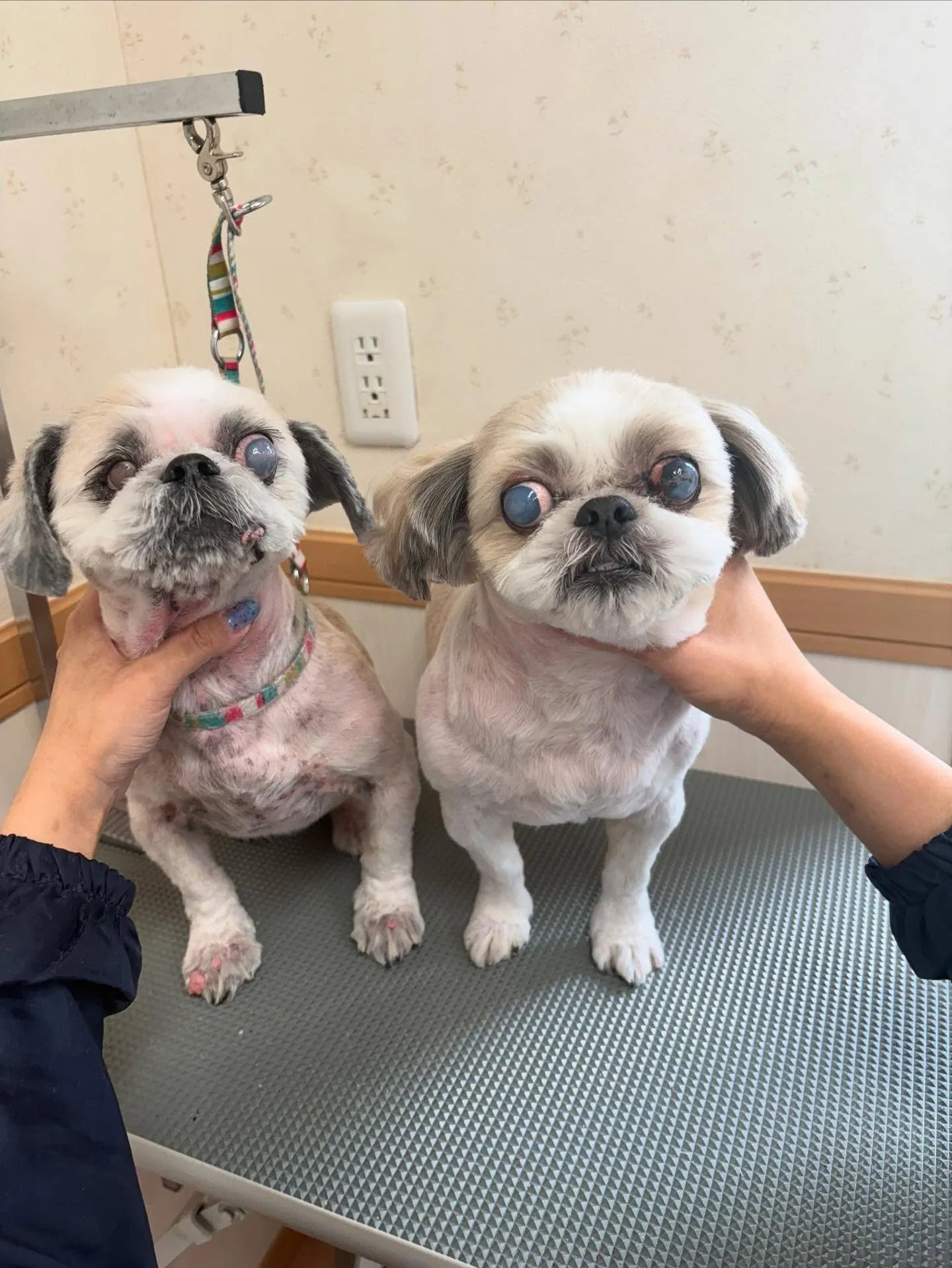 犬のトリミング✂️