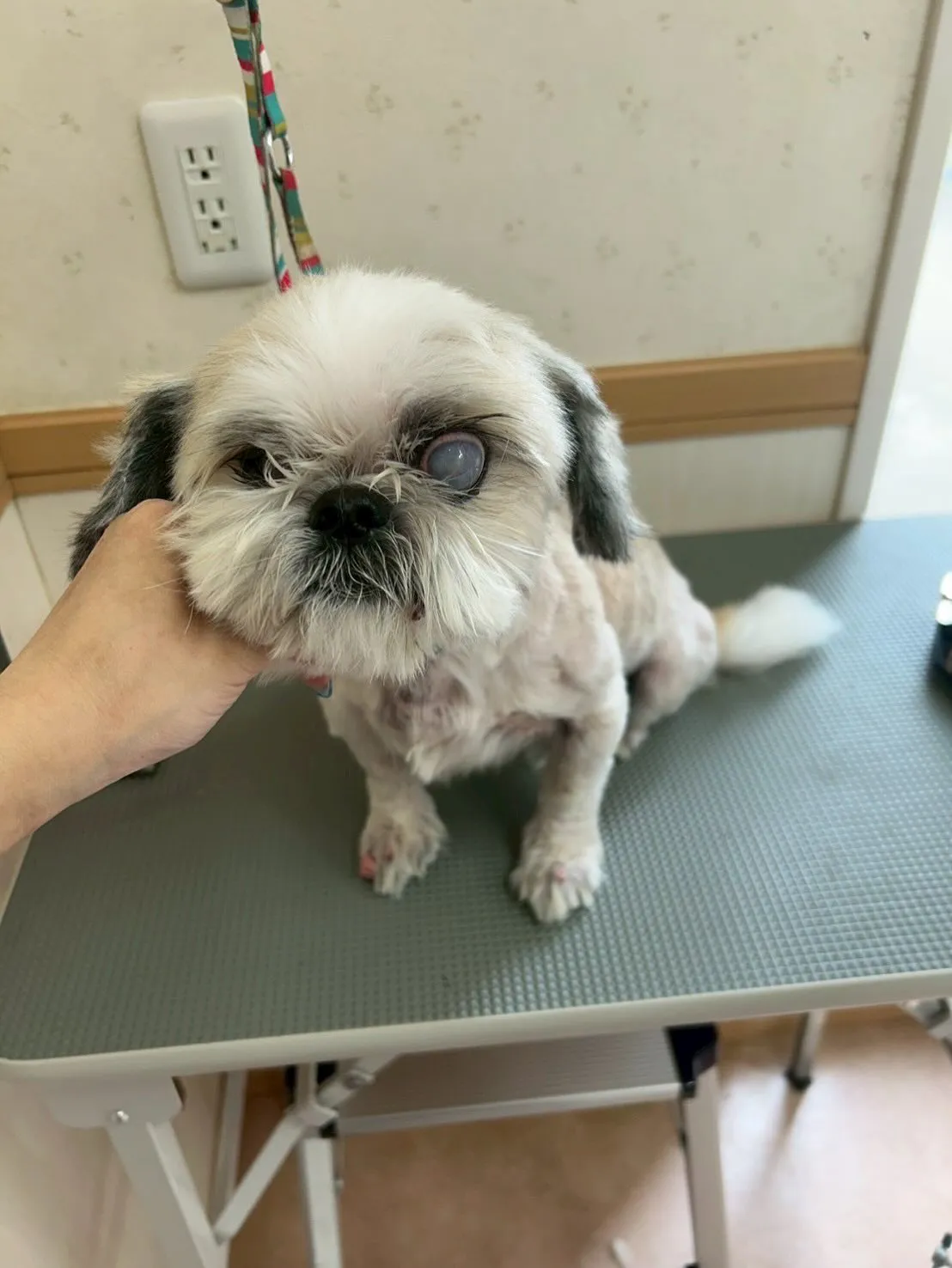 犬のトリミング✂️