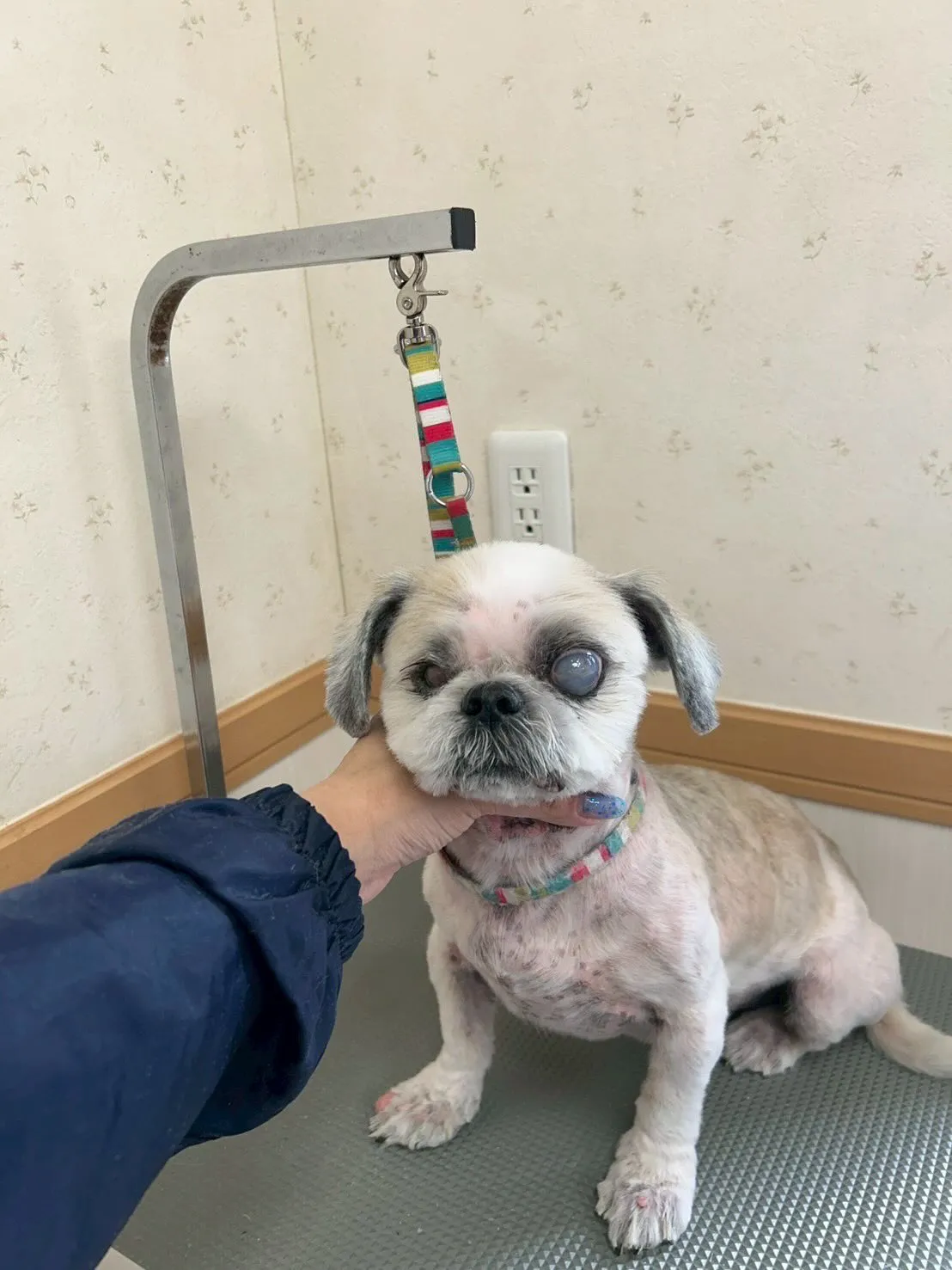 犬のトリミング✂️