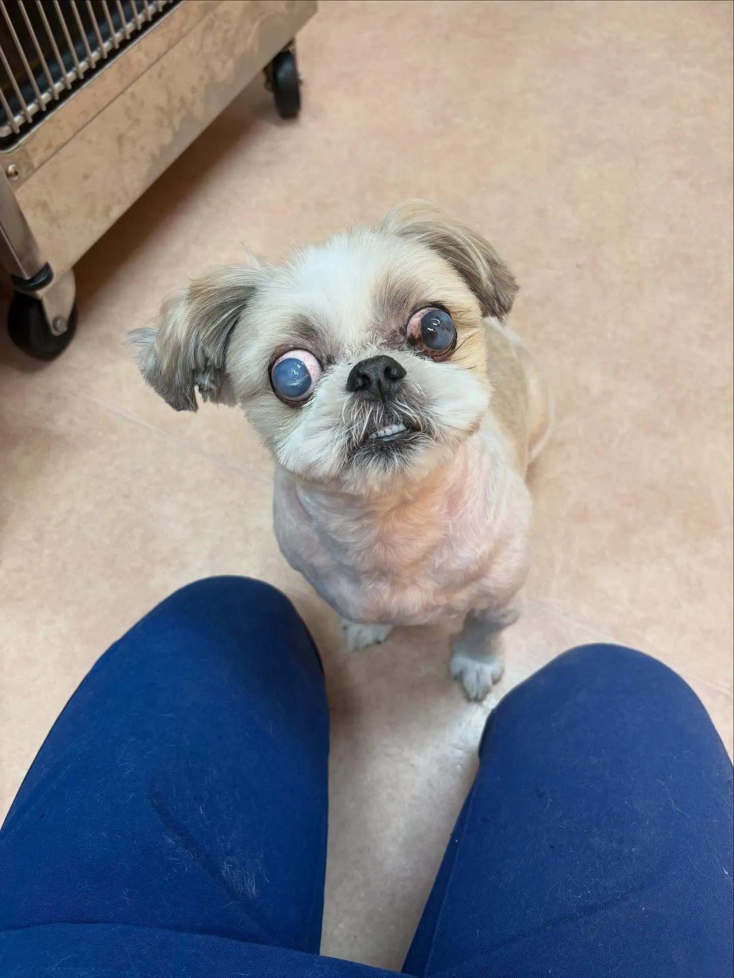 犬のトリミング✂️