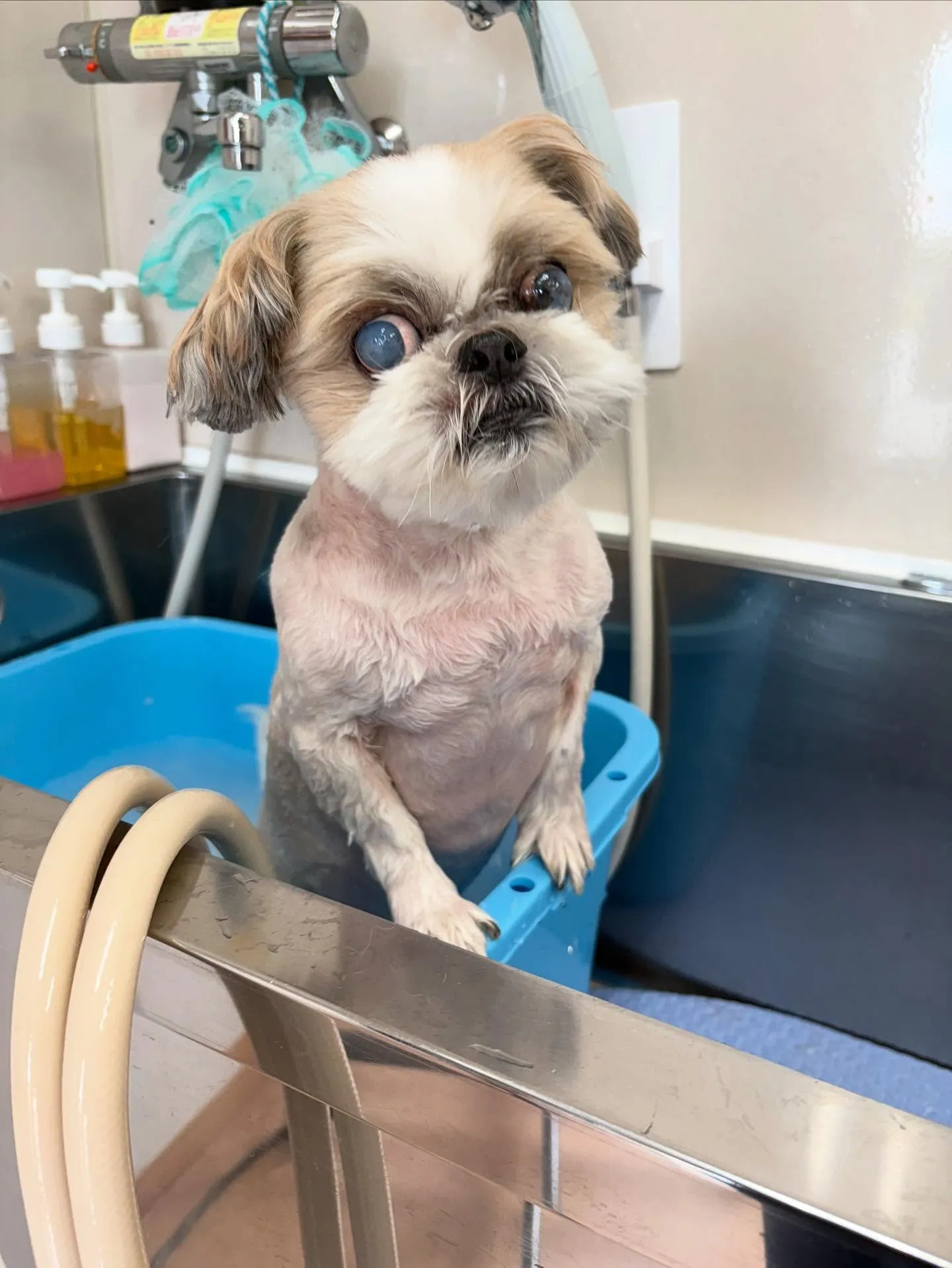 犬のトリミング✂️