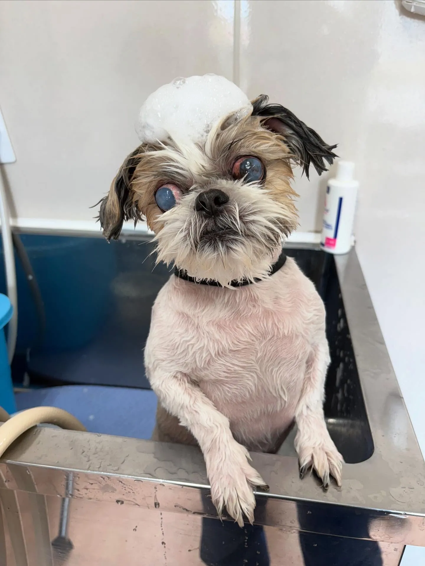 犬のトリミング✂️