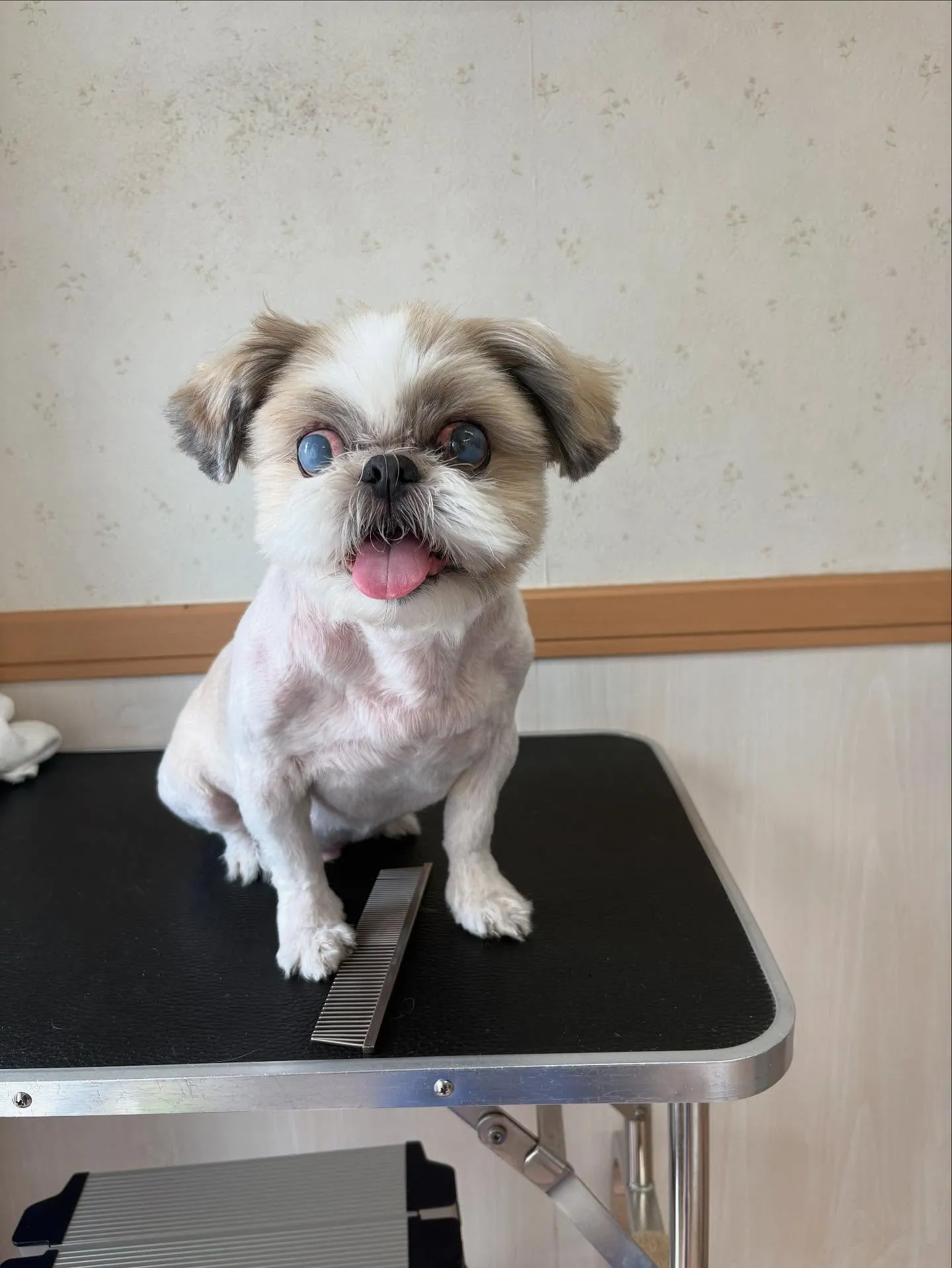 犬のトリミング✂️