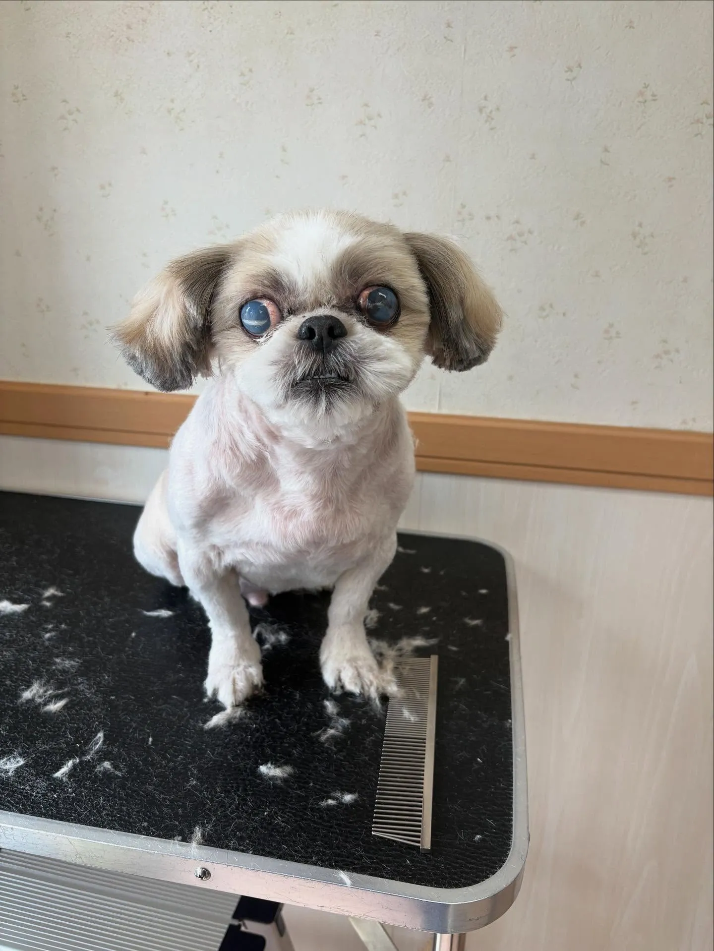 犬のトリミング✂️
