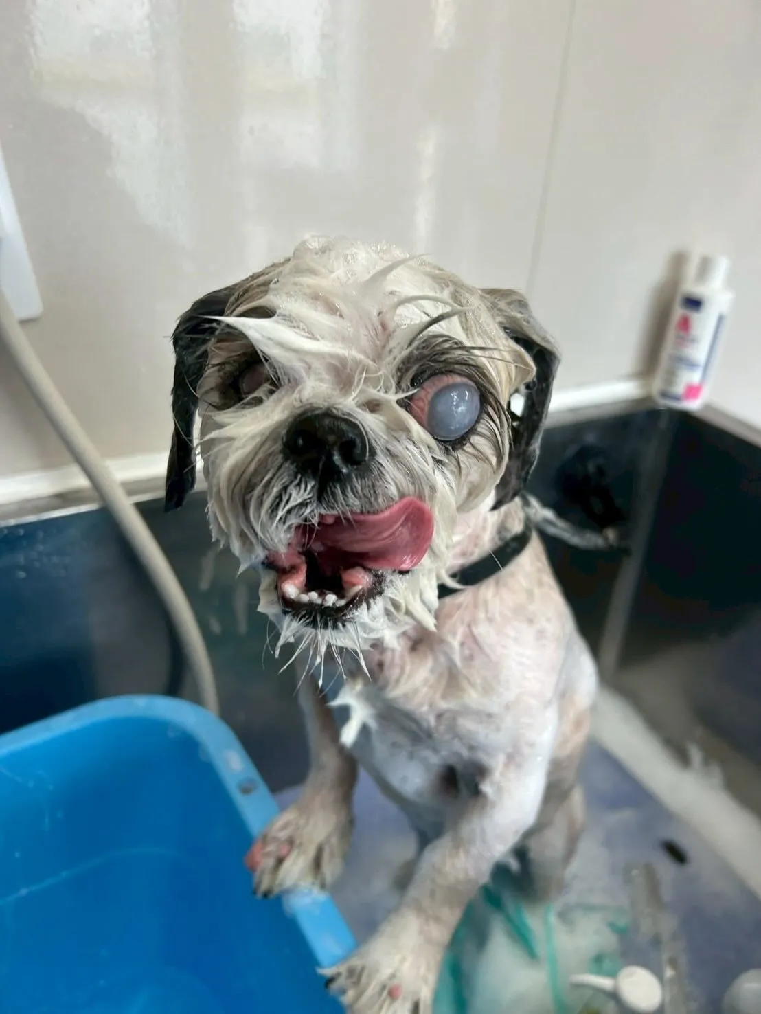 犬のトリミング✂️