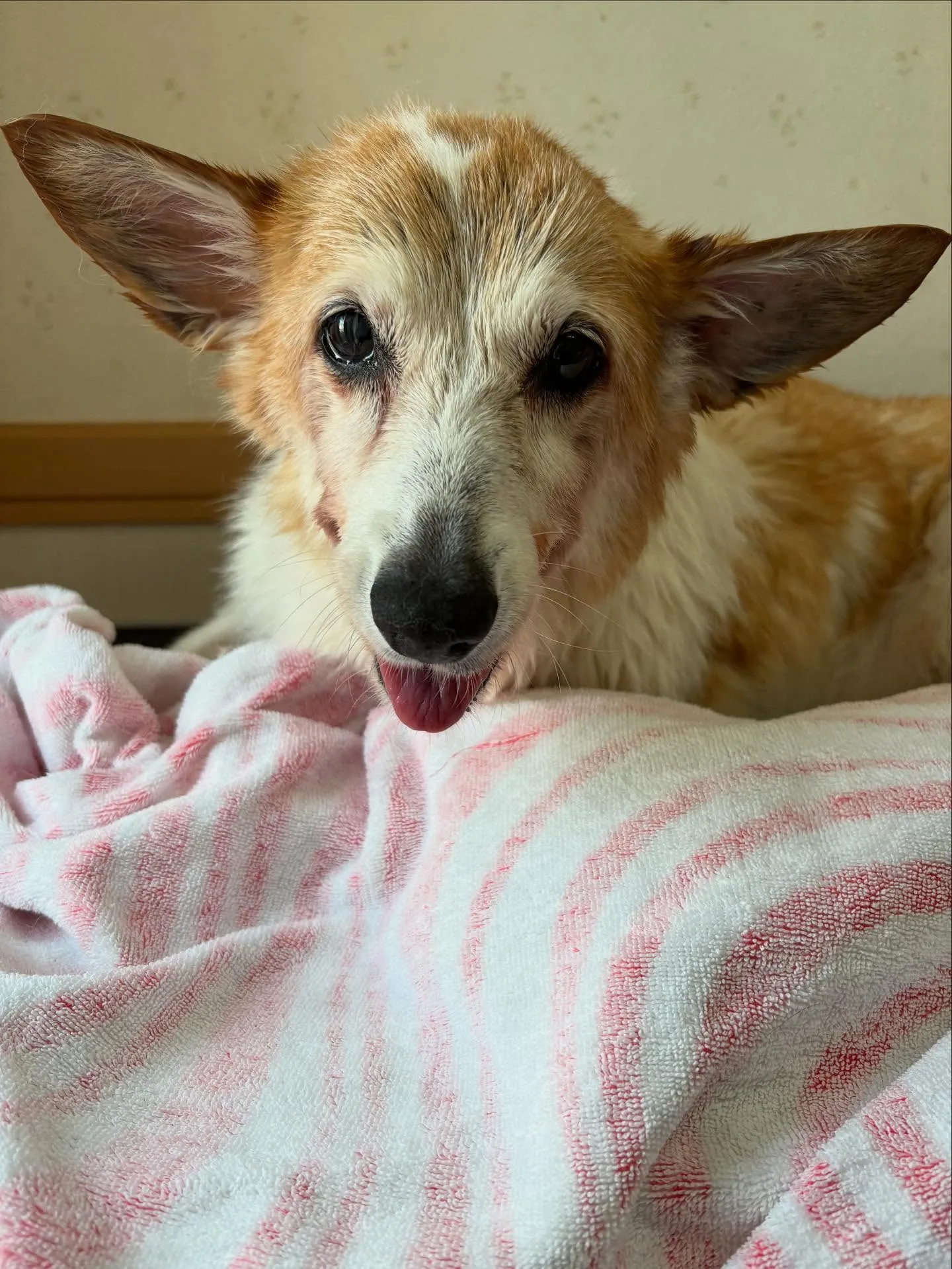 犬のシャンプー🫧