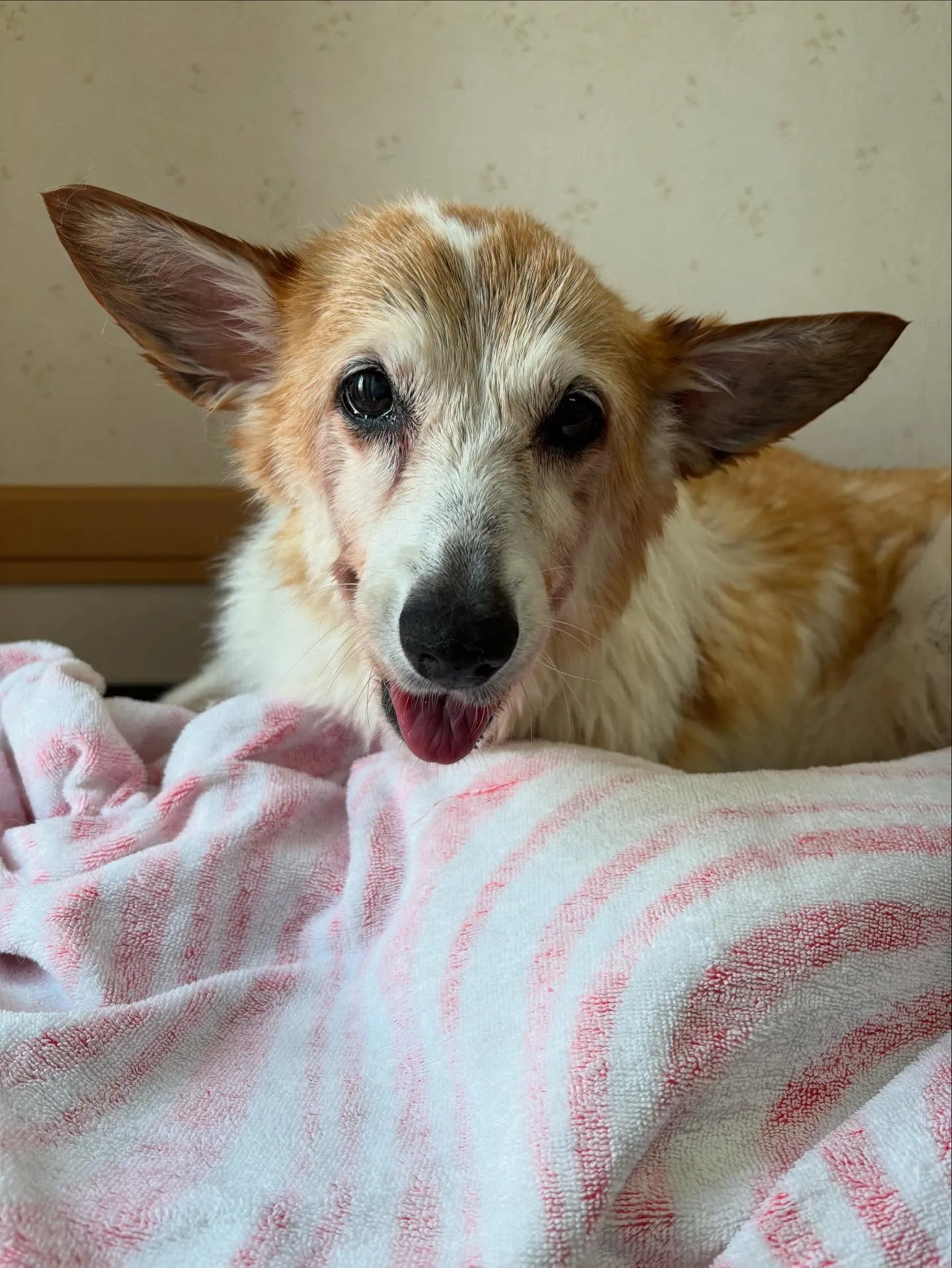 犬のシャンプー🫧