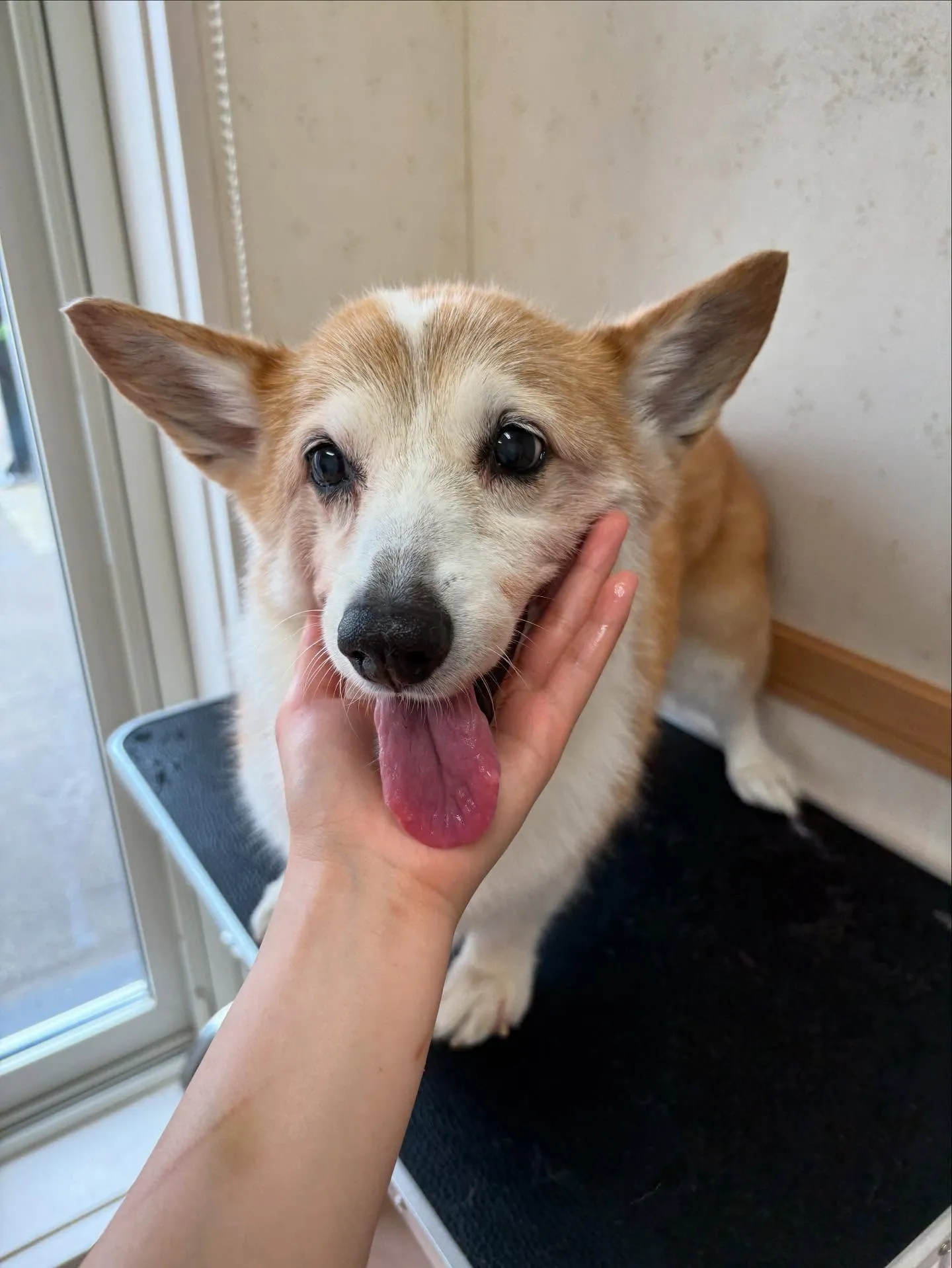 犬のシャンプー🫧