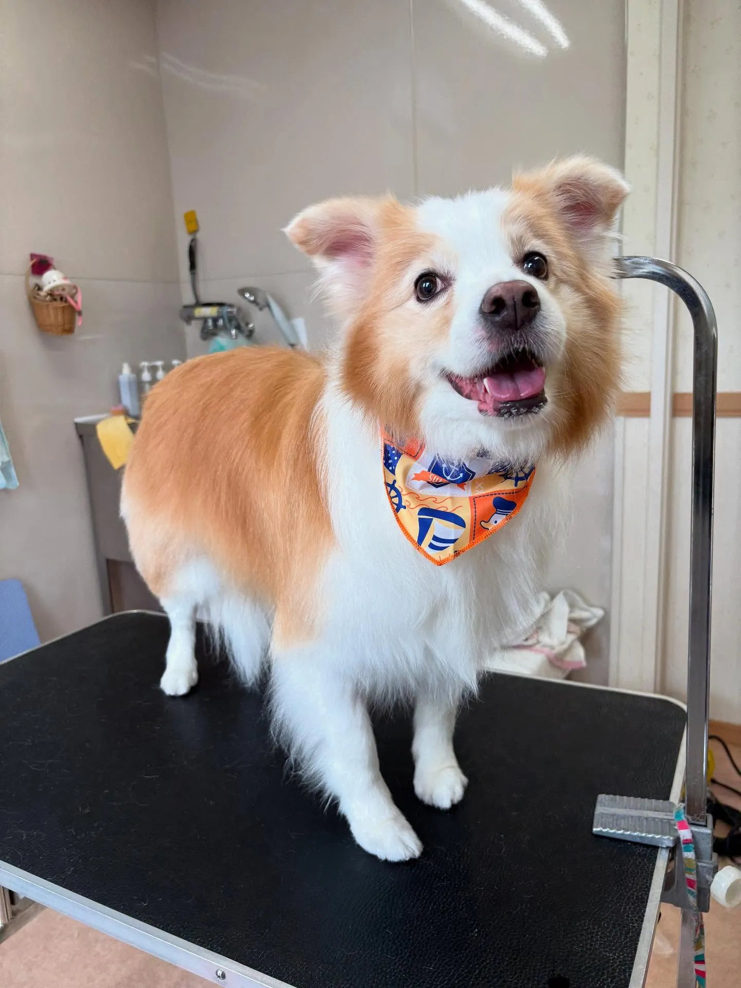 犬のシャンプー🫧