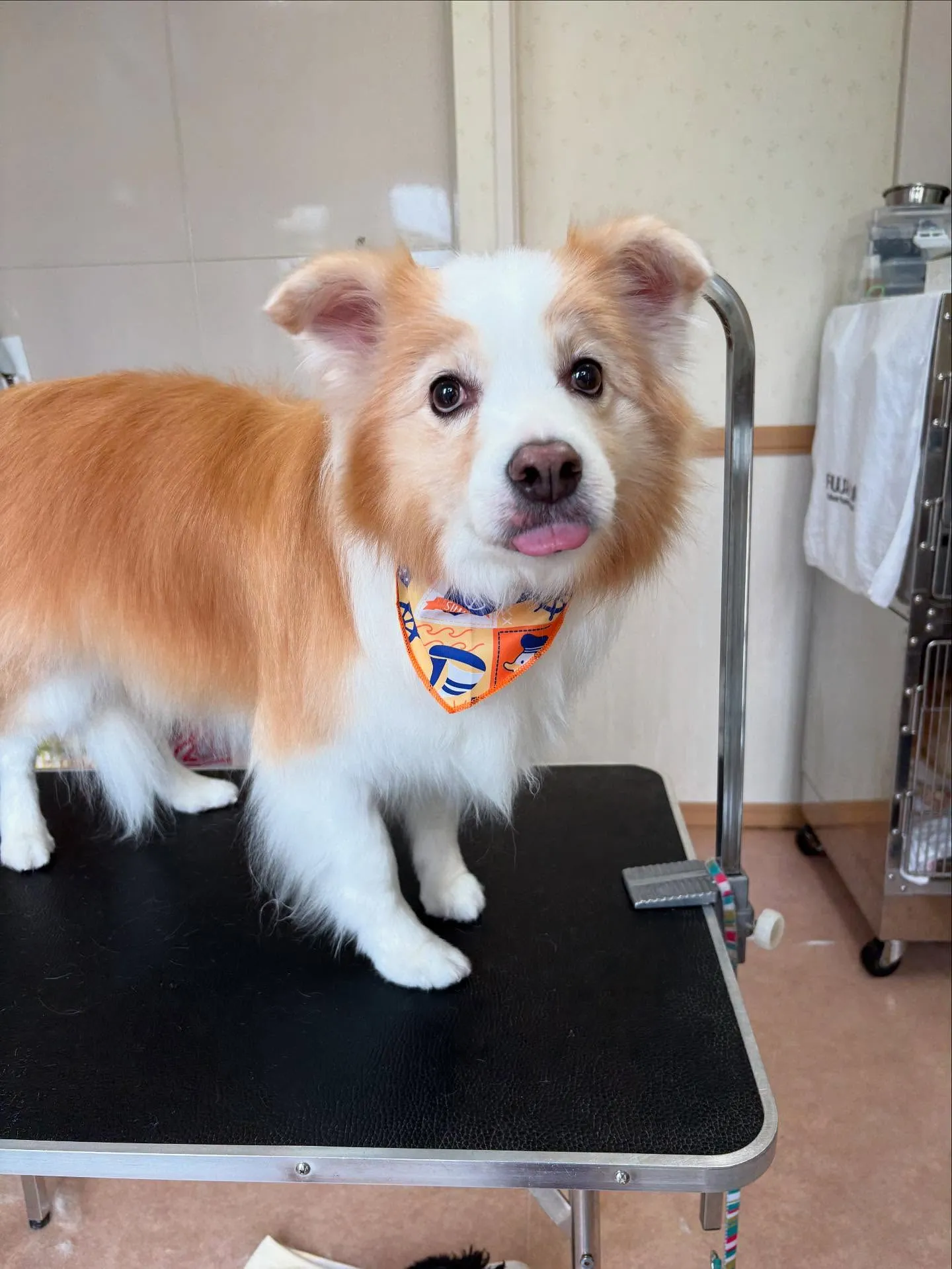 犬のシャンプー🫧