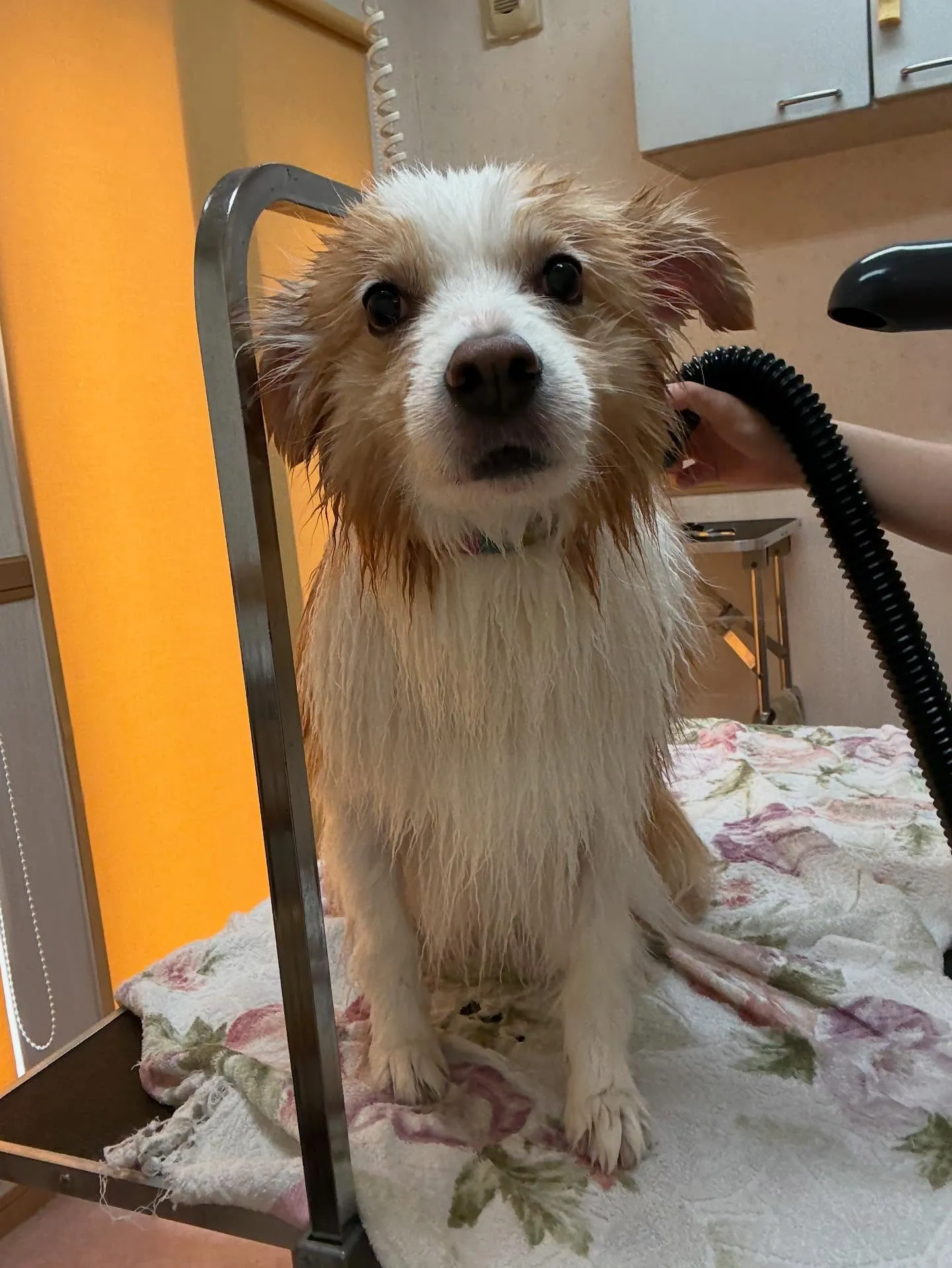 犬のシャンプー🫧