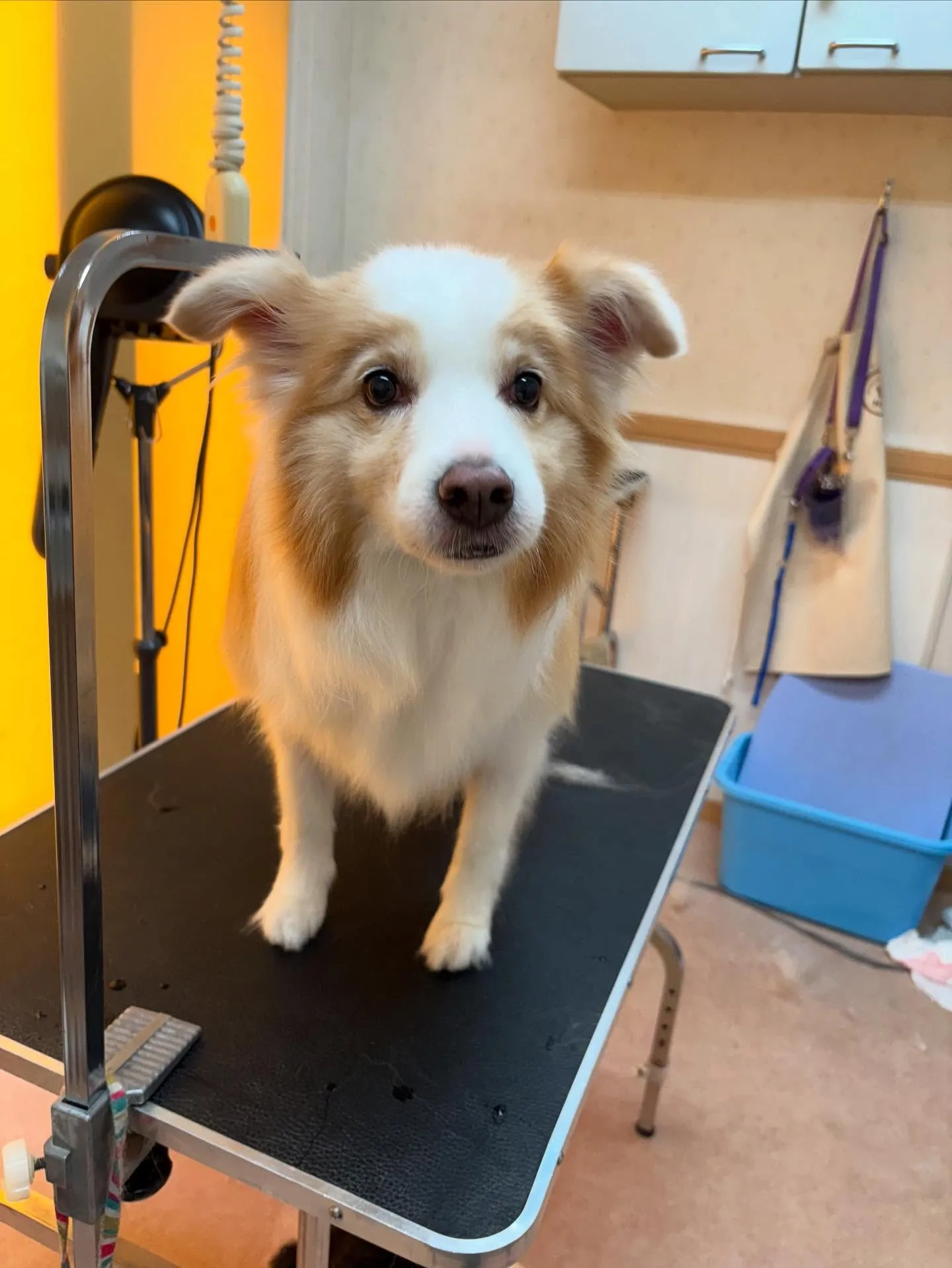 犬のシャンプー🫧