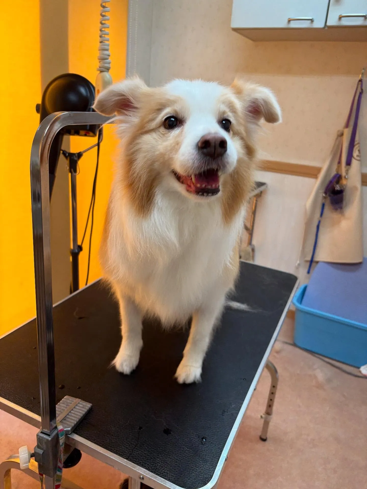 犬のシャンプー🫧