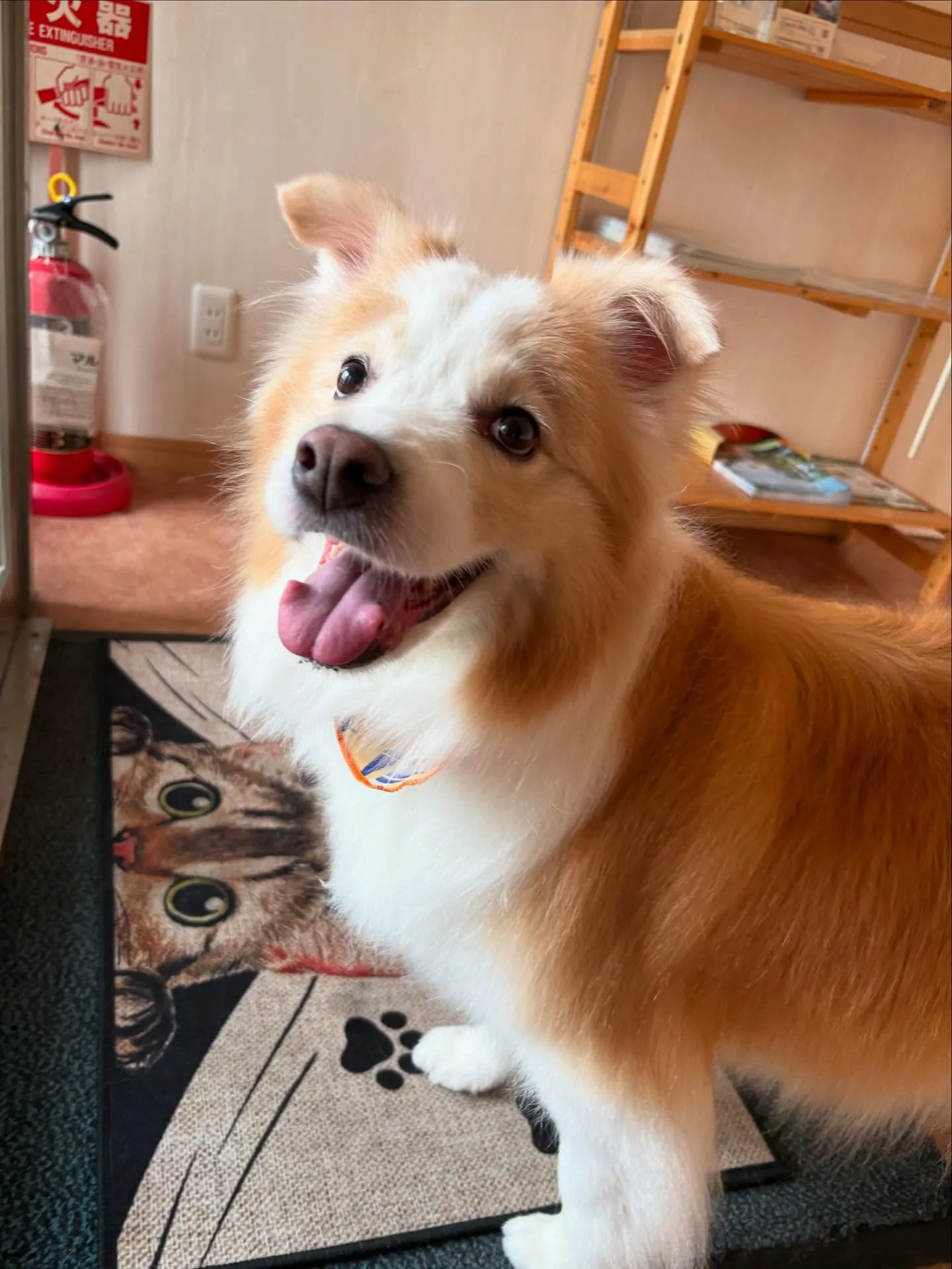 犬のシャンプー🫧