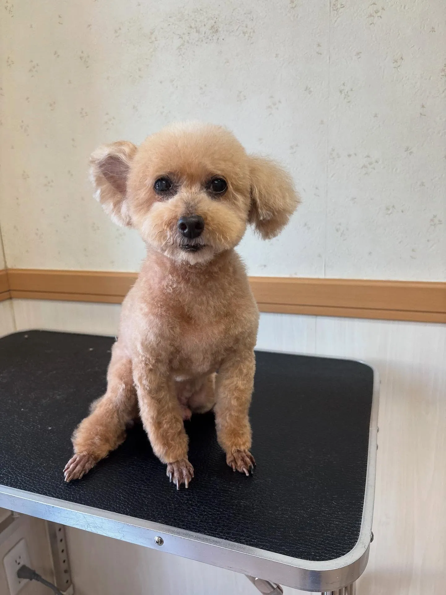 犬のトリミング✂️
