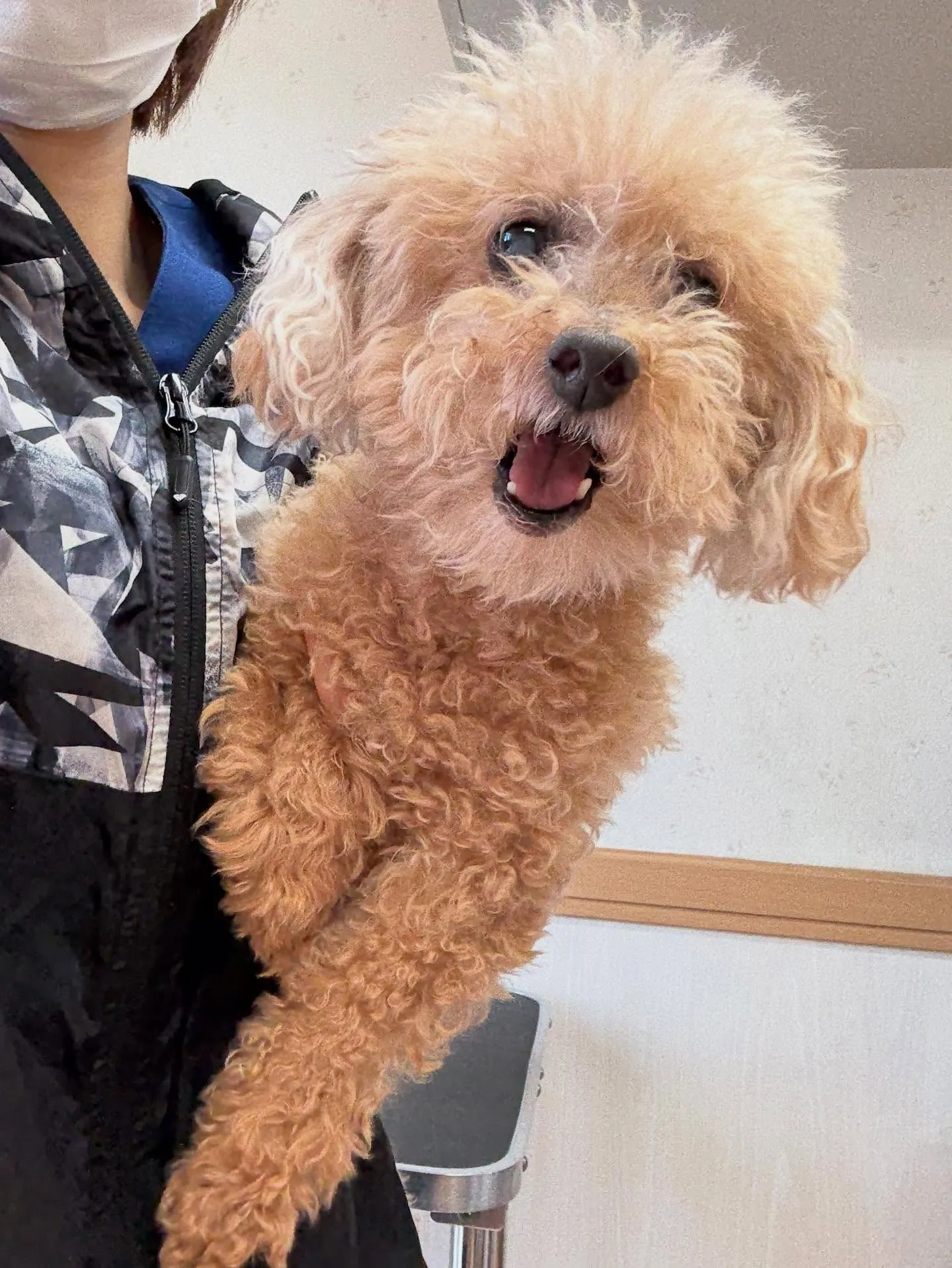 犬のトリミング✂️