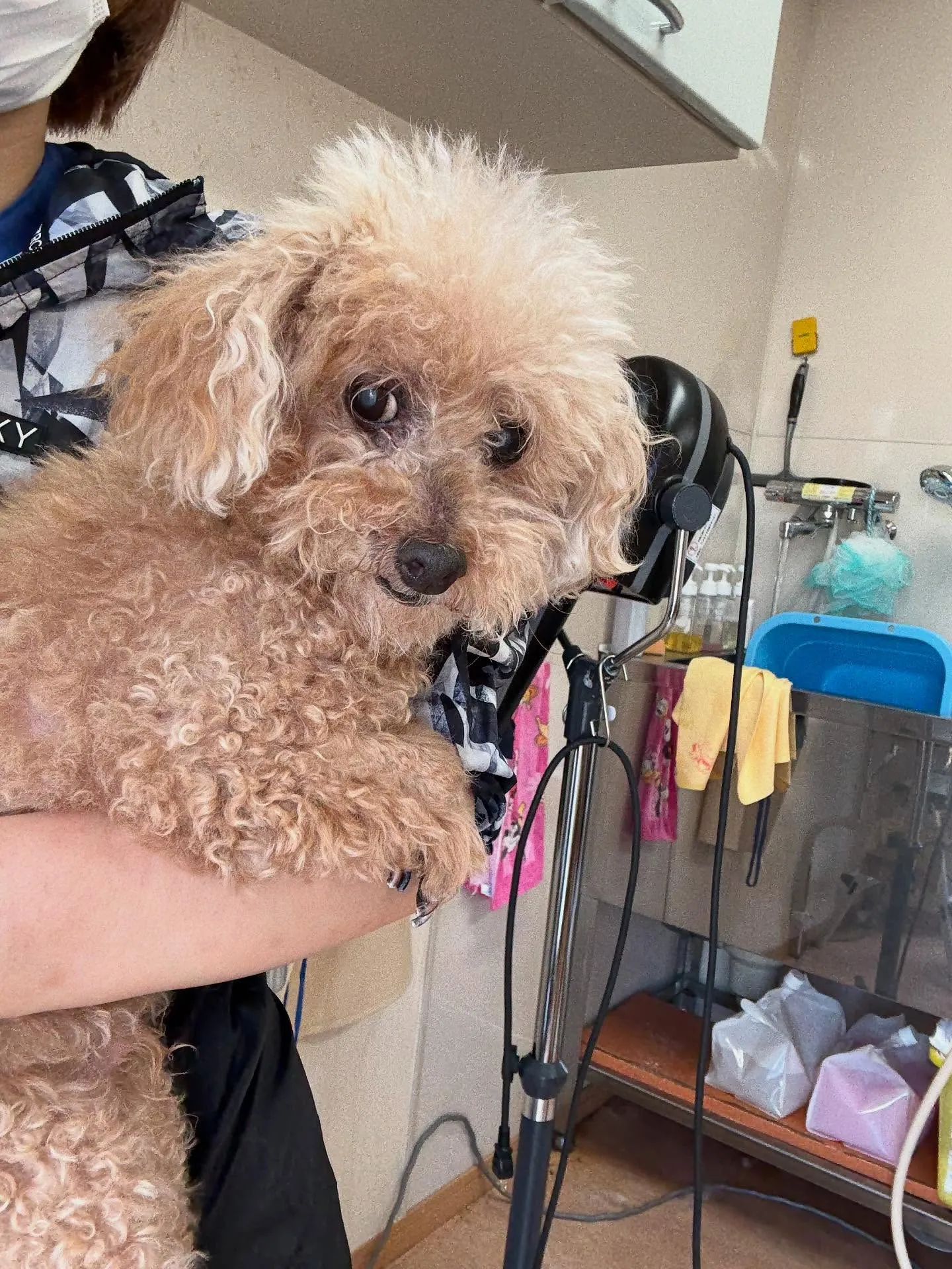 犬のトリミング✂️