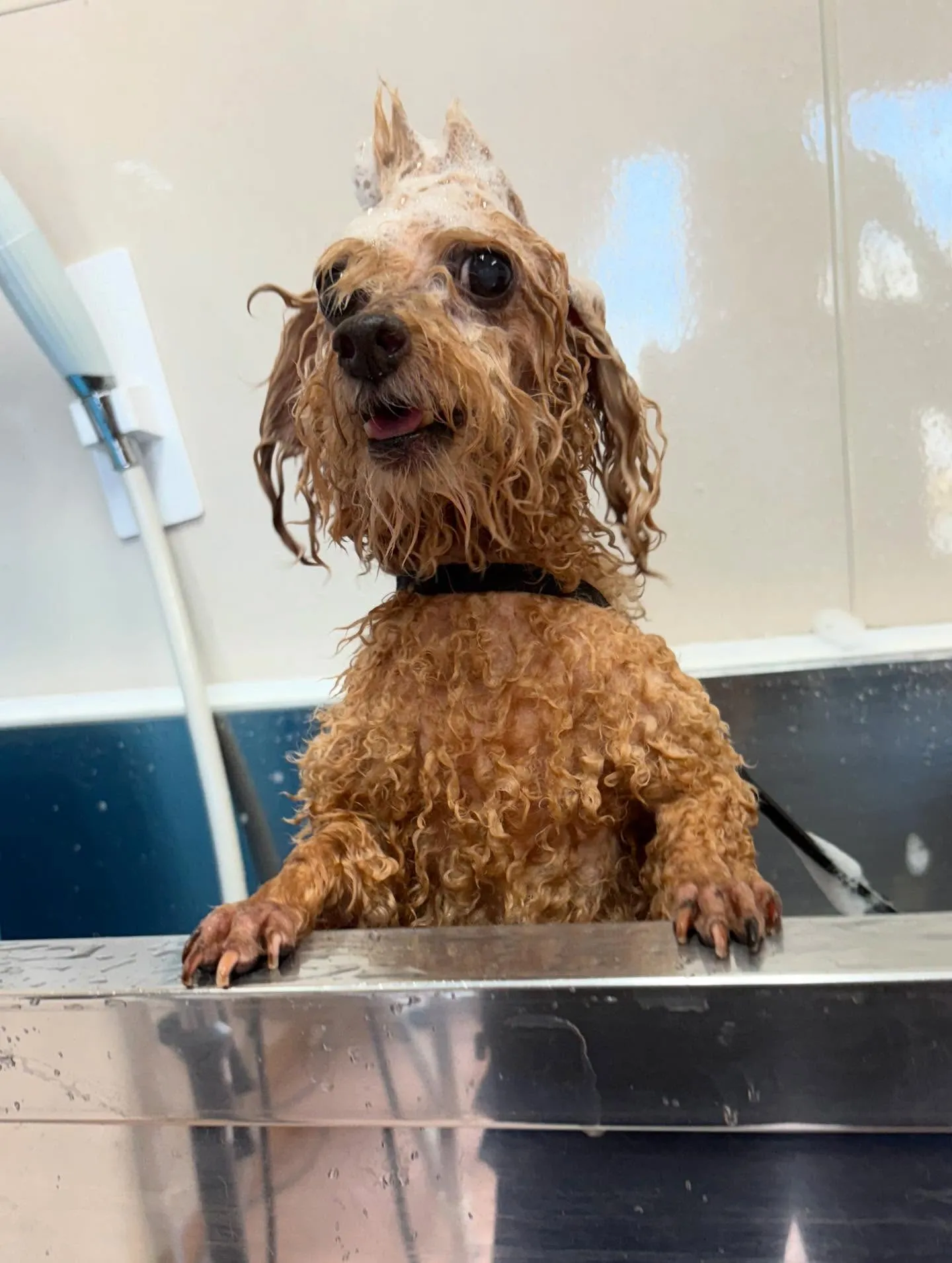犬のトリミング✂️