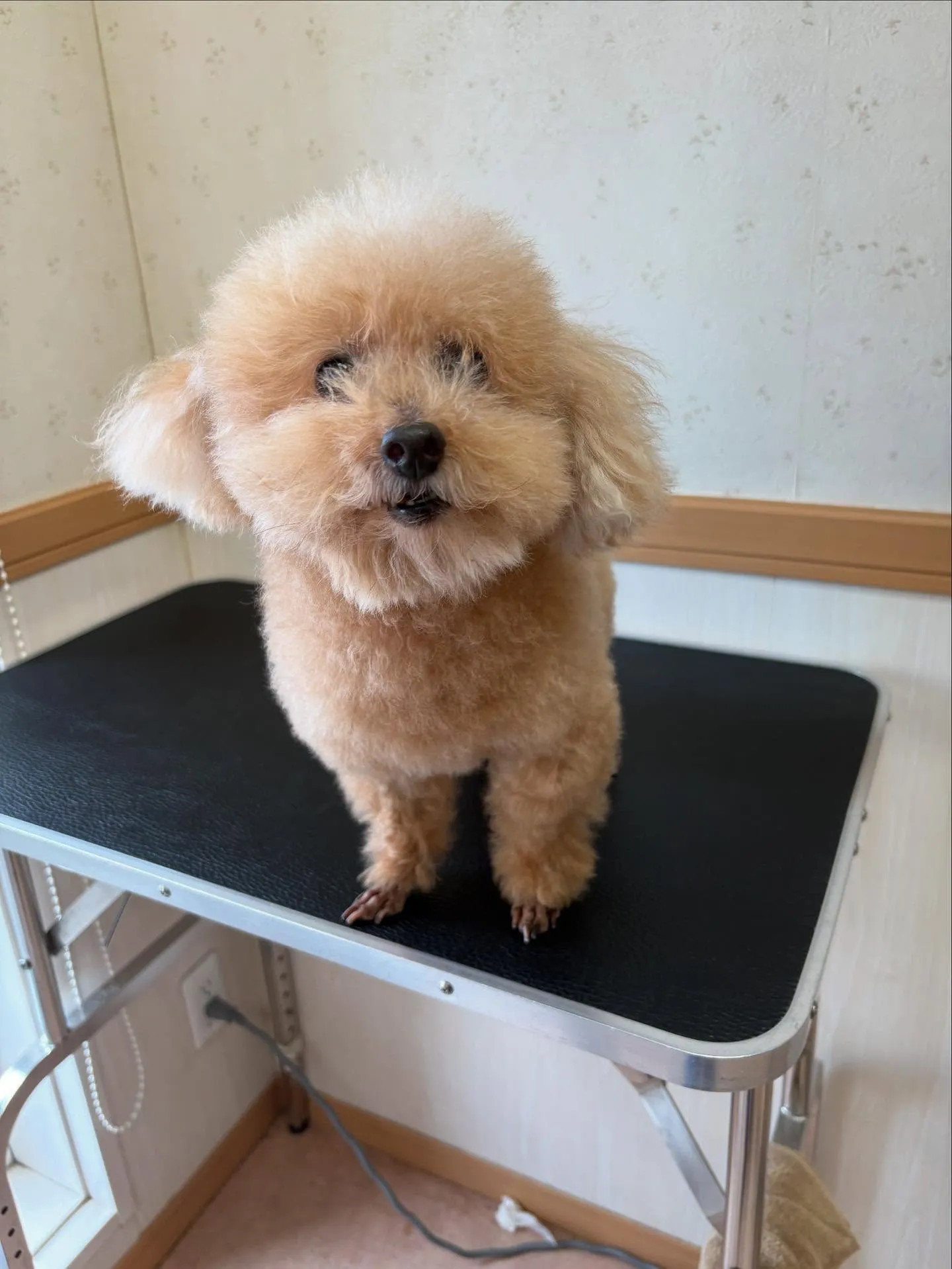 犬のトリミング✂️