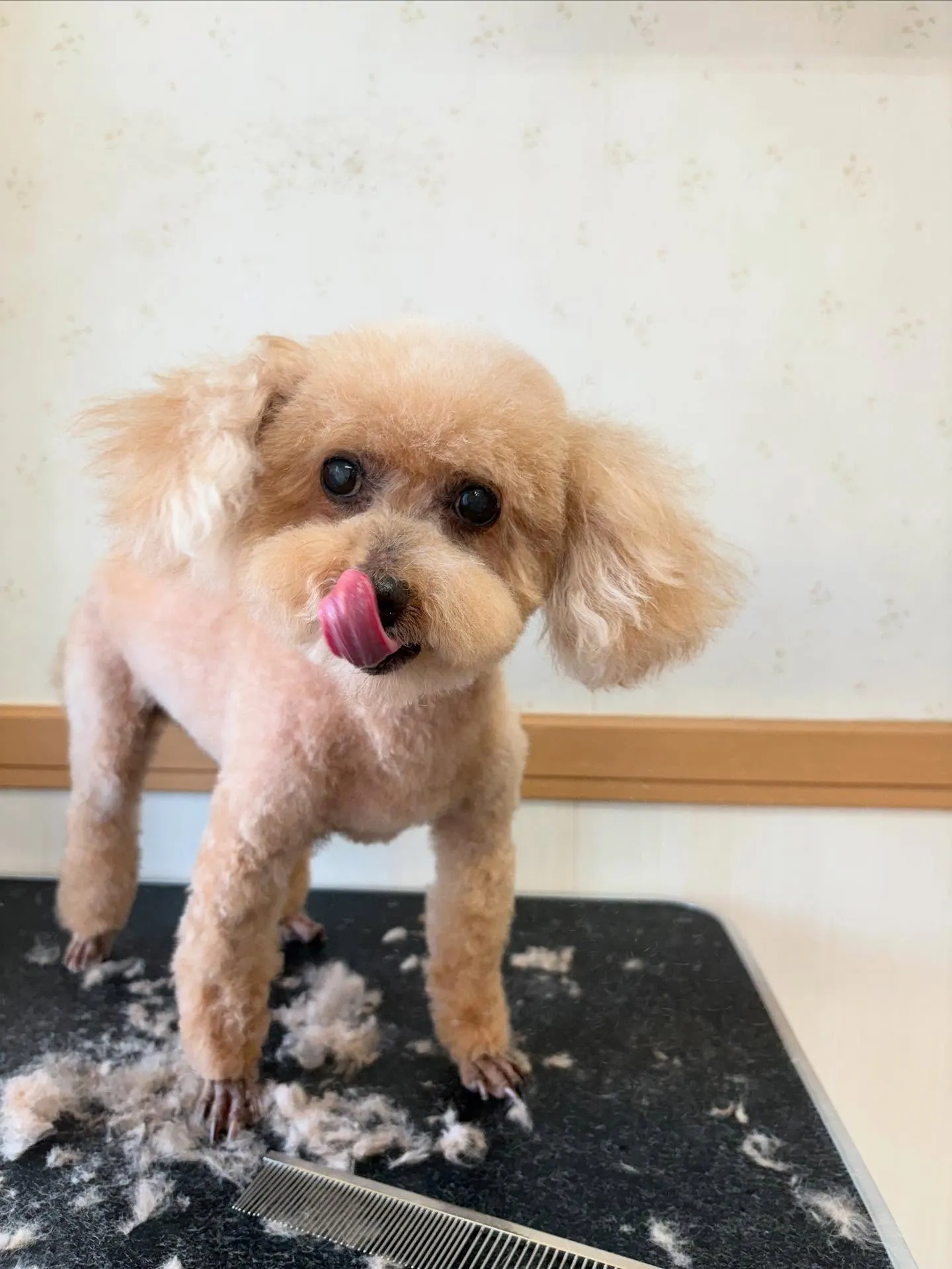 犬のトリミング✂️