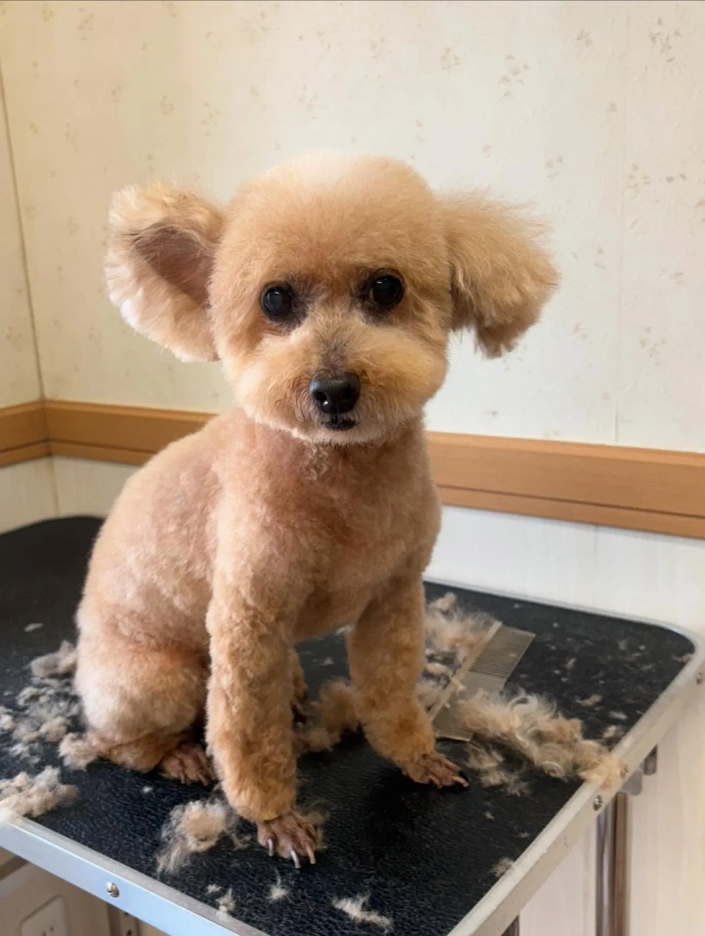 犬のトリミング✂️