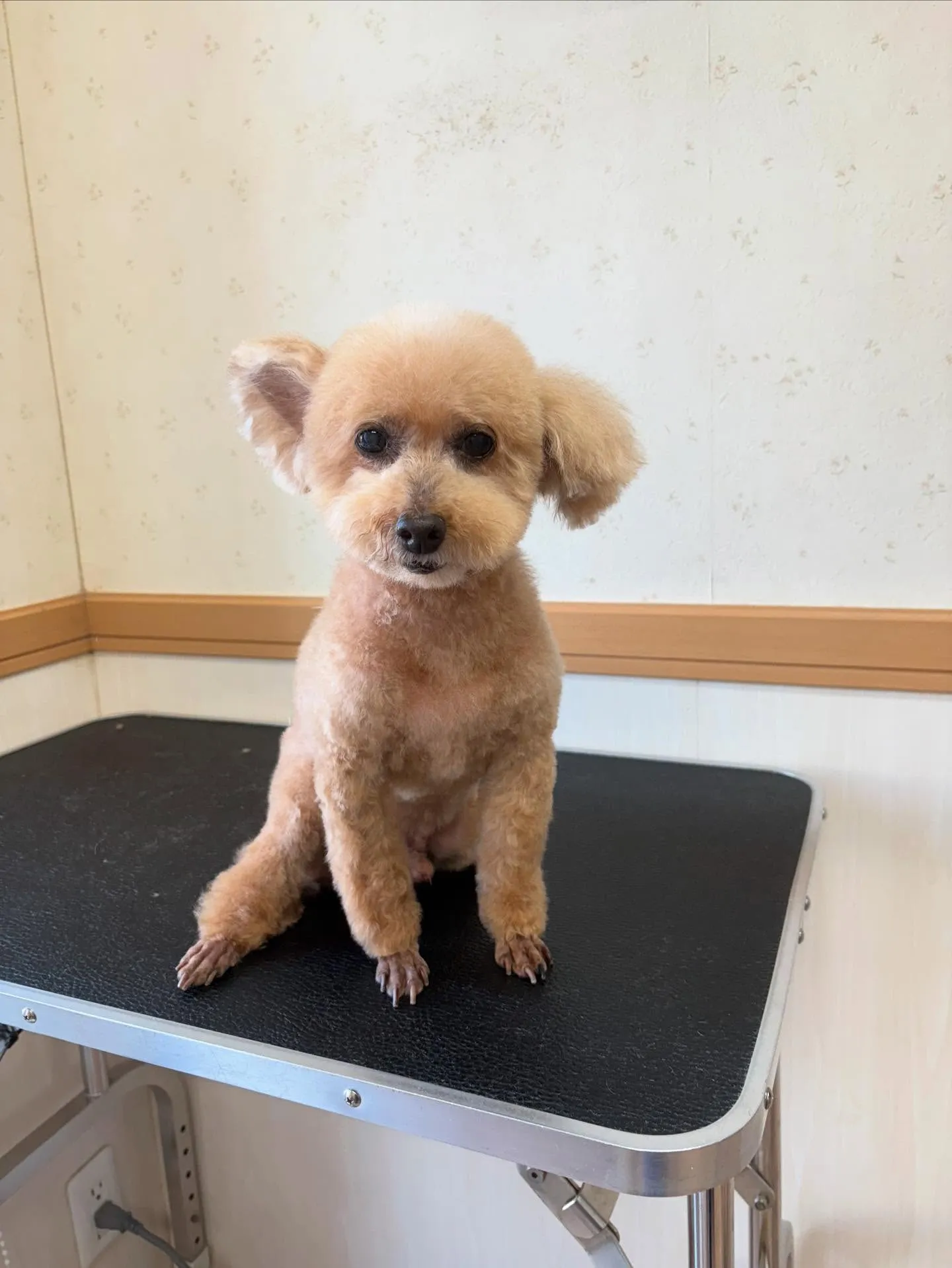 犬のトリミング✂️