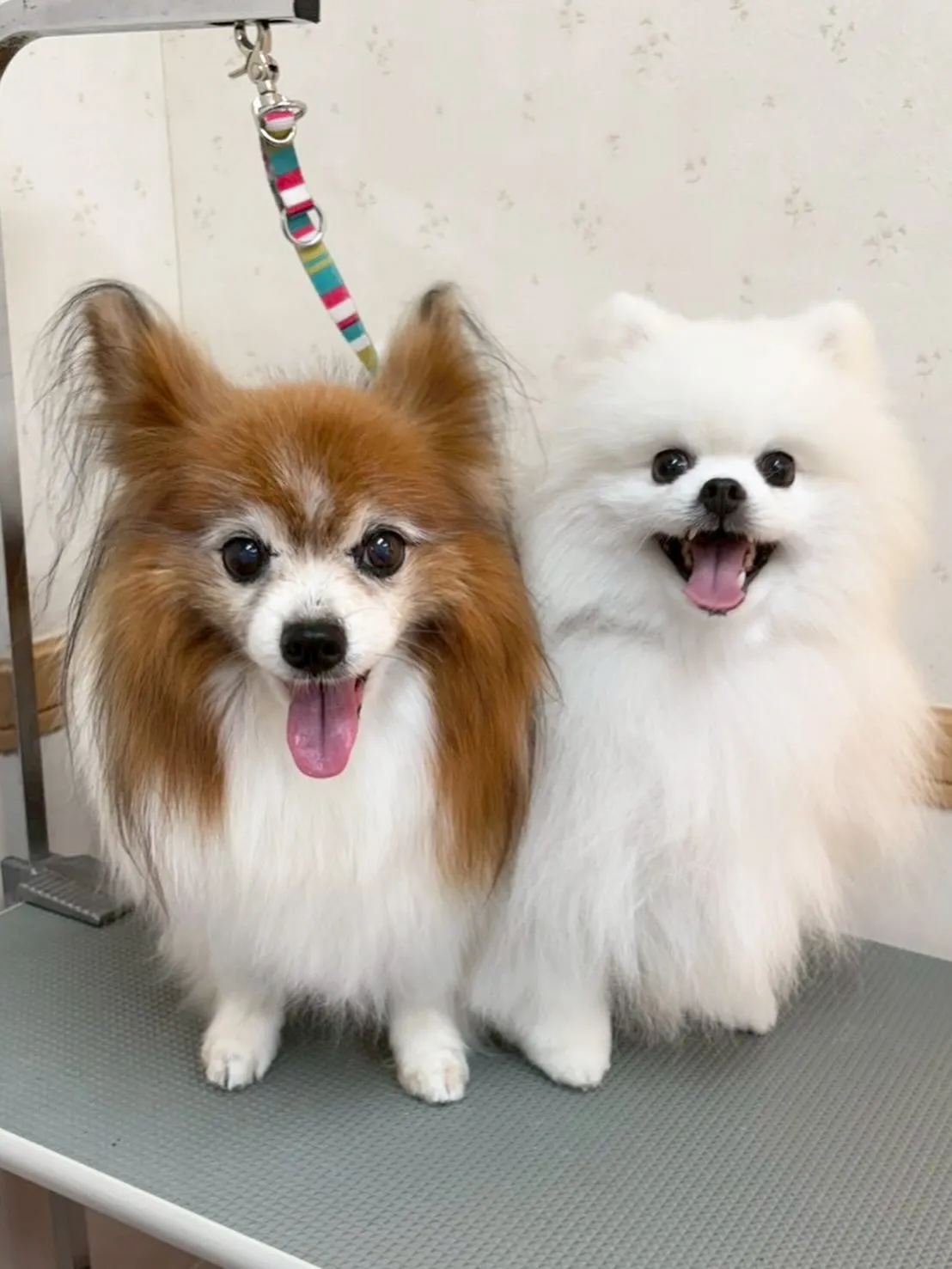 犬のシャンプー🫧