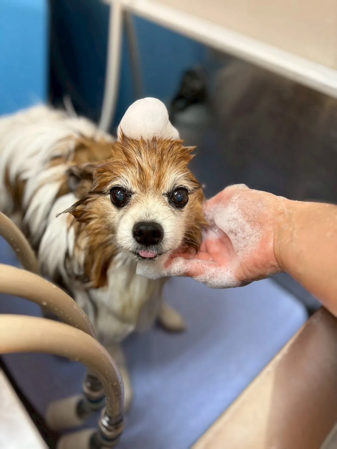 犬のシャンプー🫧