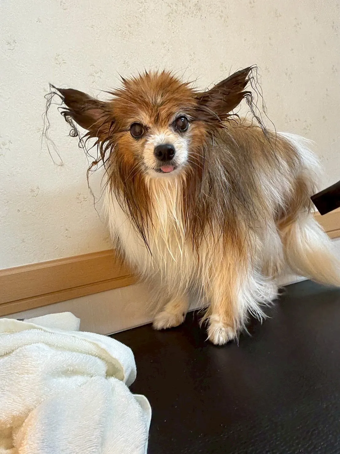 犬のシャンプー🫧