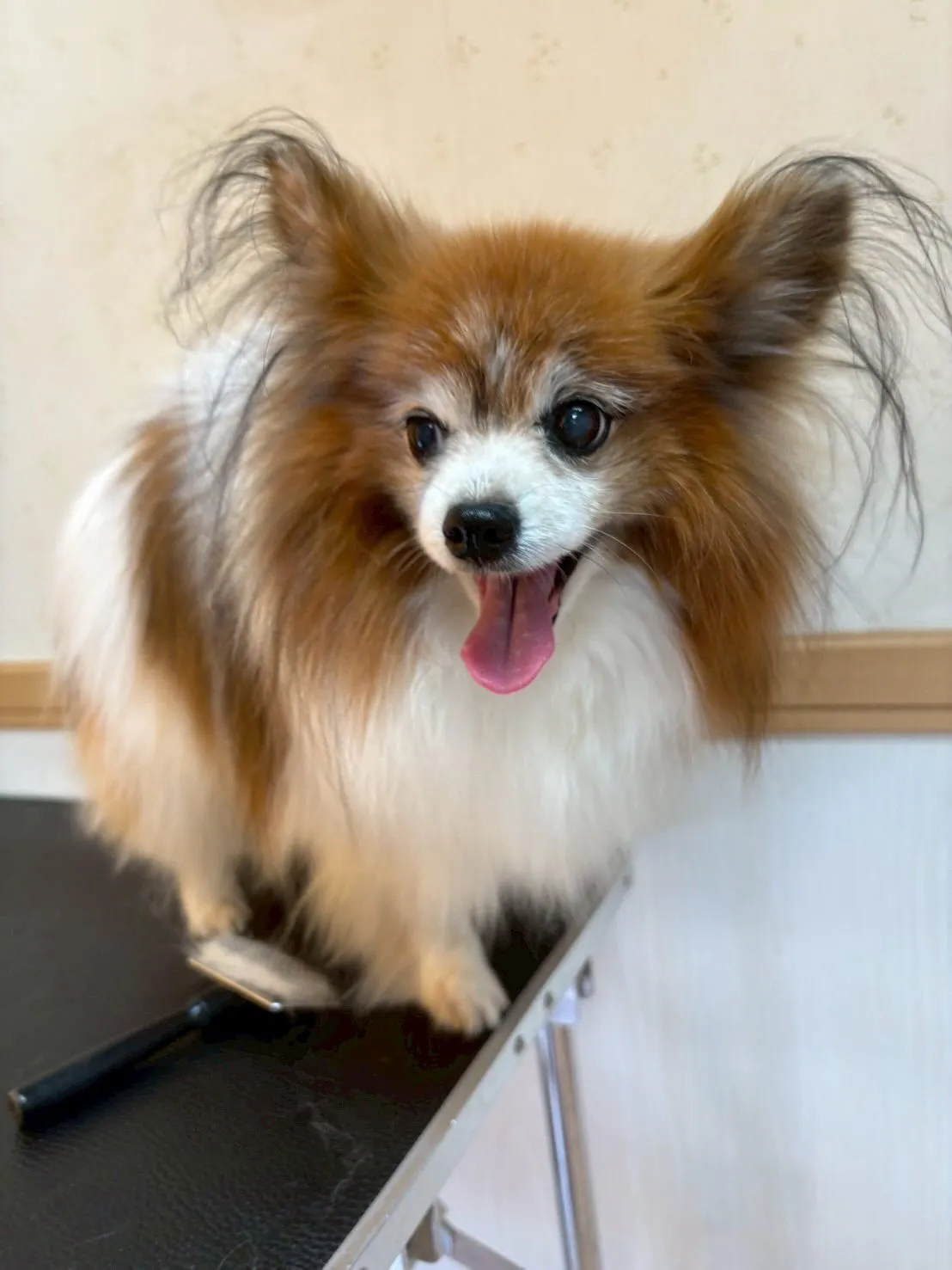 犬のシャンプー🫧