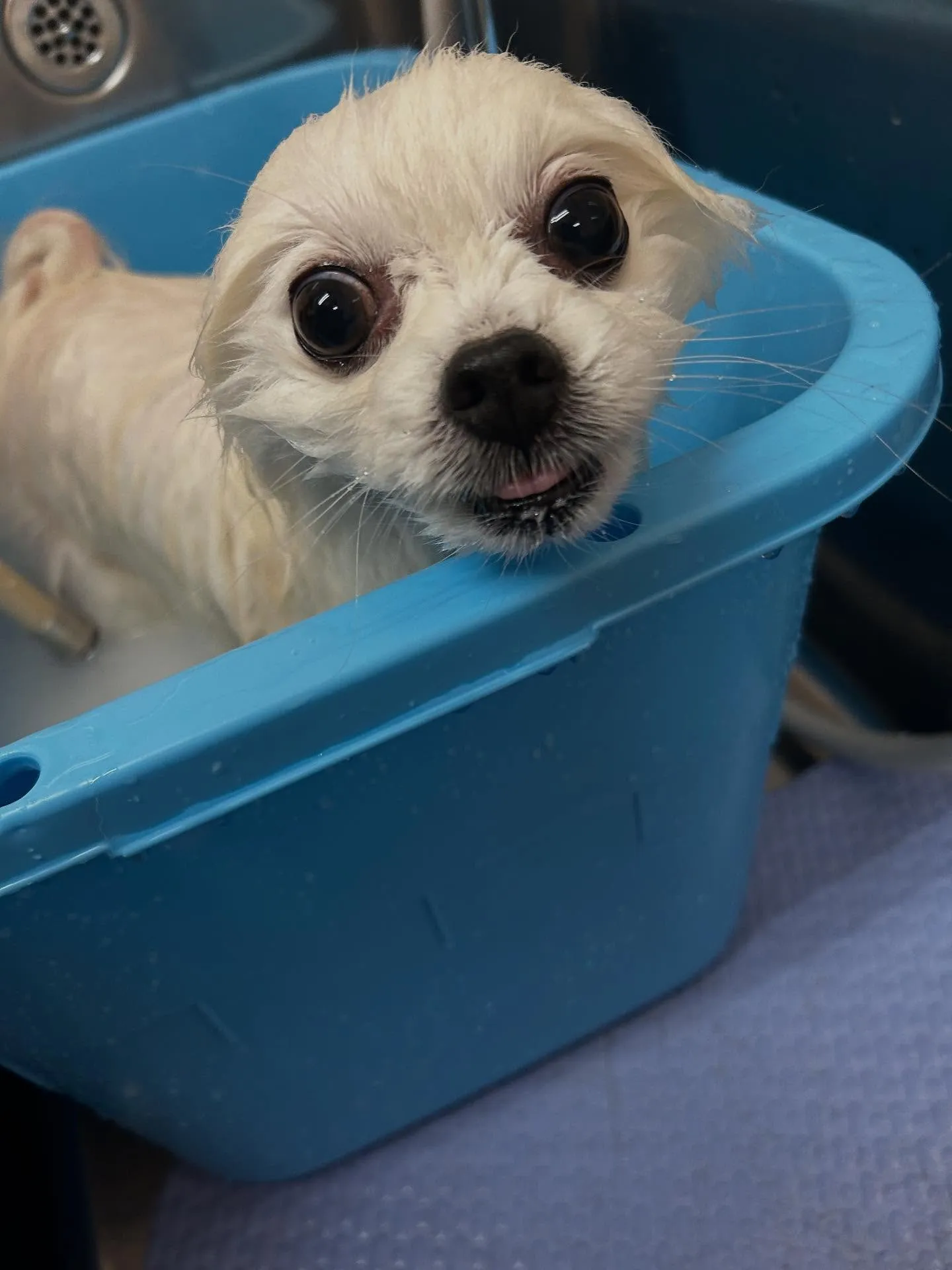 犬のシャンプー🫧